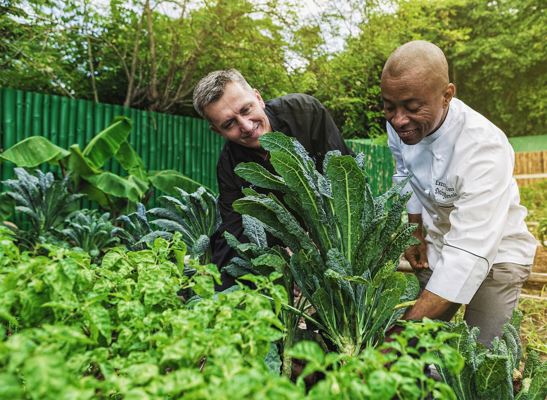 Sandals Chefs Picking local vegetables