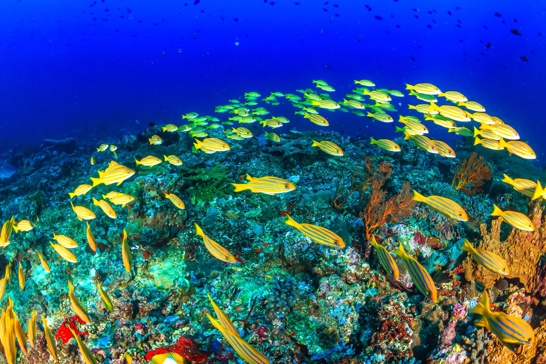 bluestriped snapper tropical coral reef