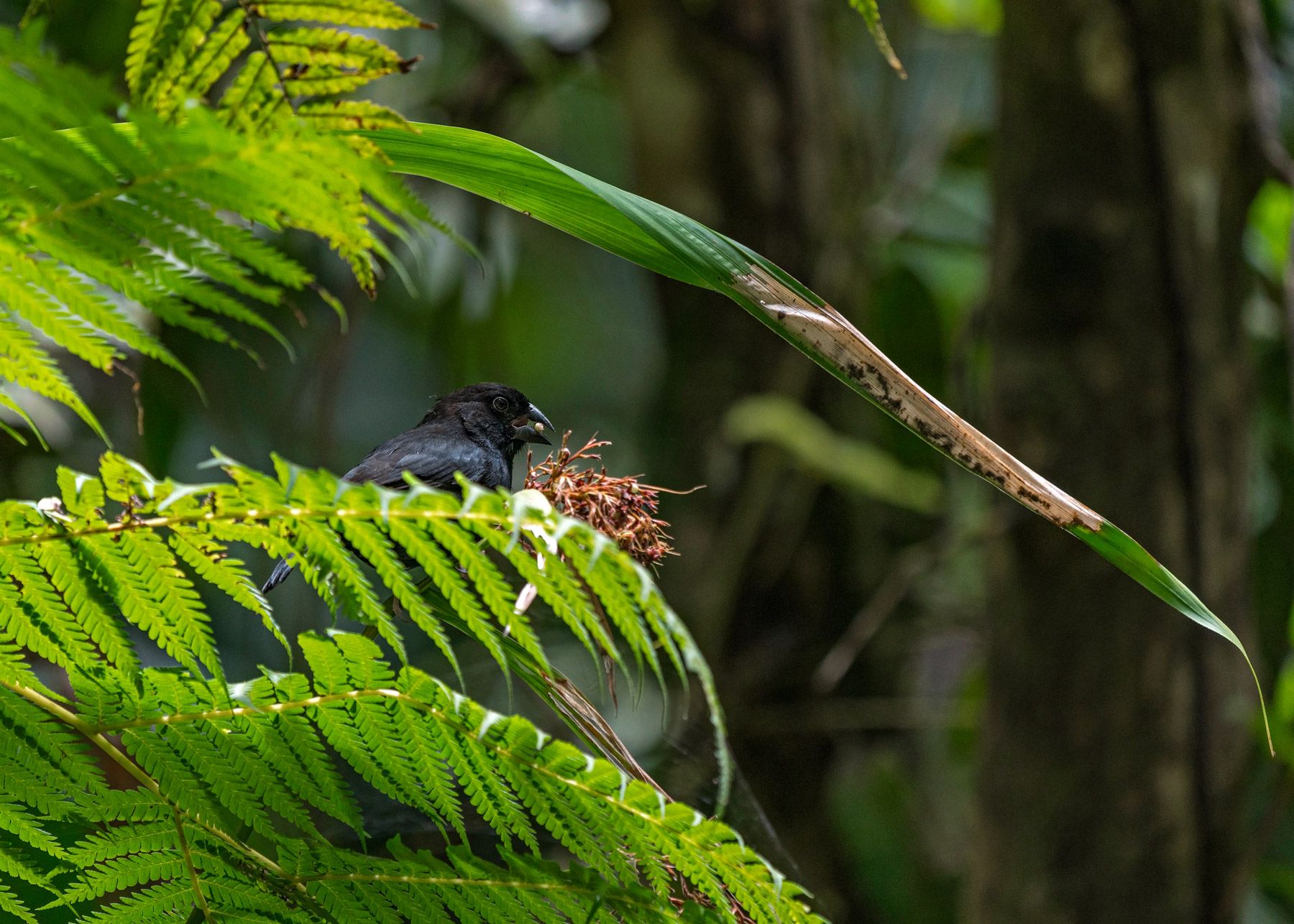 Saint Lucia Black Finch