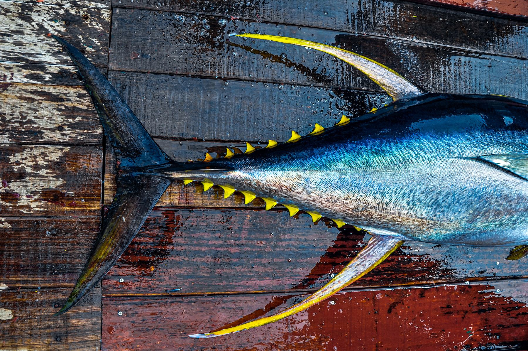 yellowfin tuna fins caught