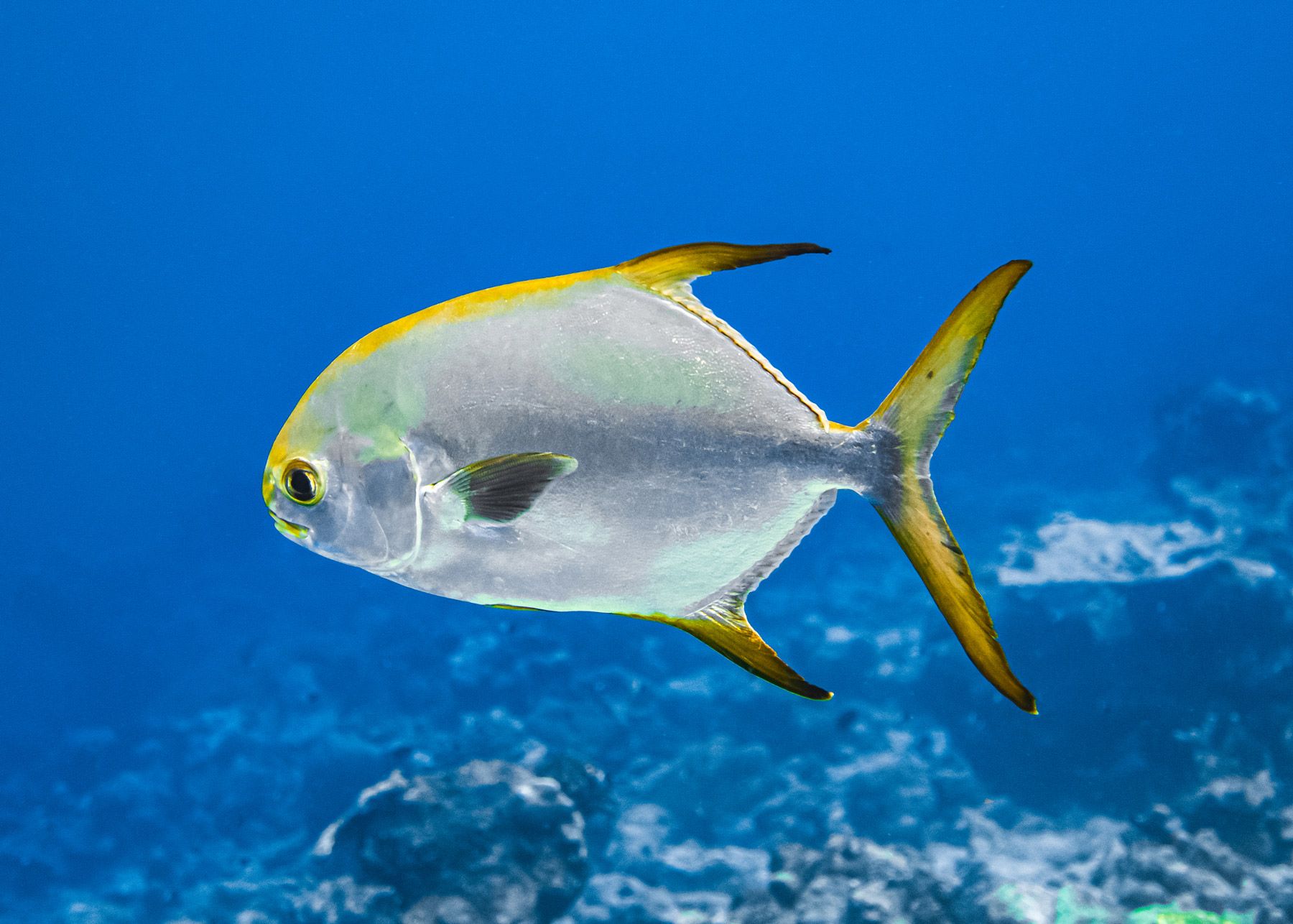 permit fish trachinotus falcatus