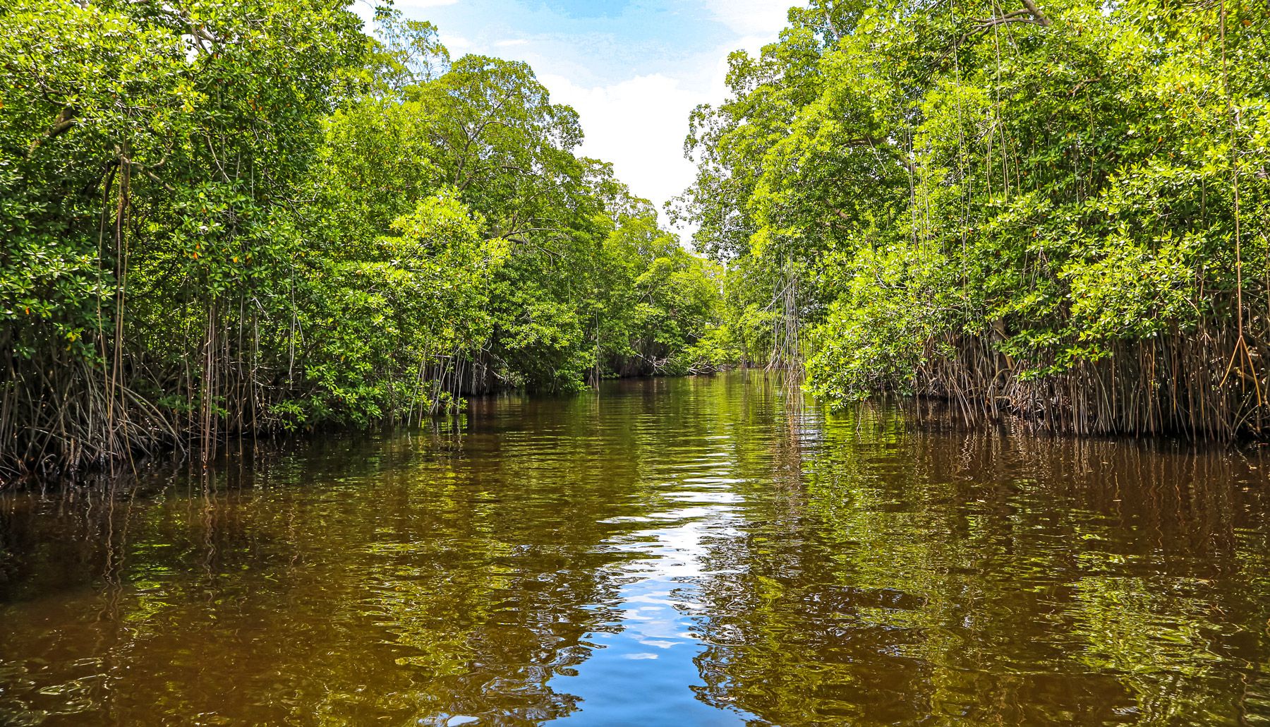 Mangrove trees on Black River Jamaica