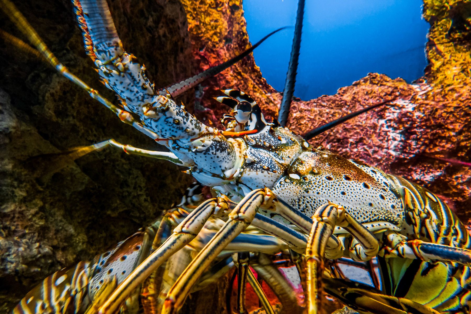 colorful lobster New Providence Island Nassau Bahamas