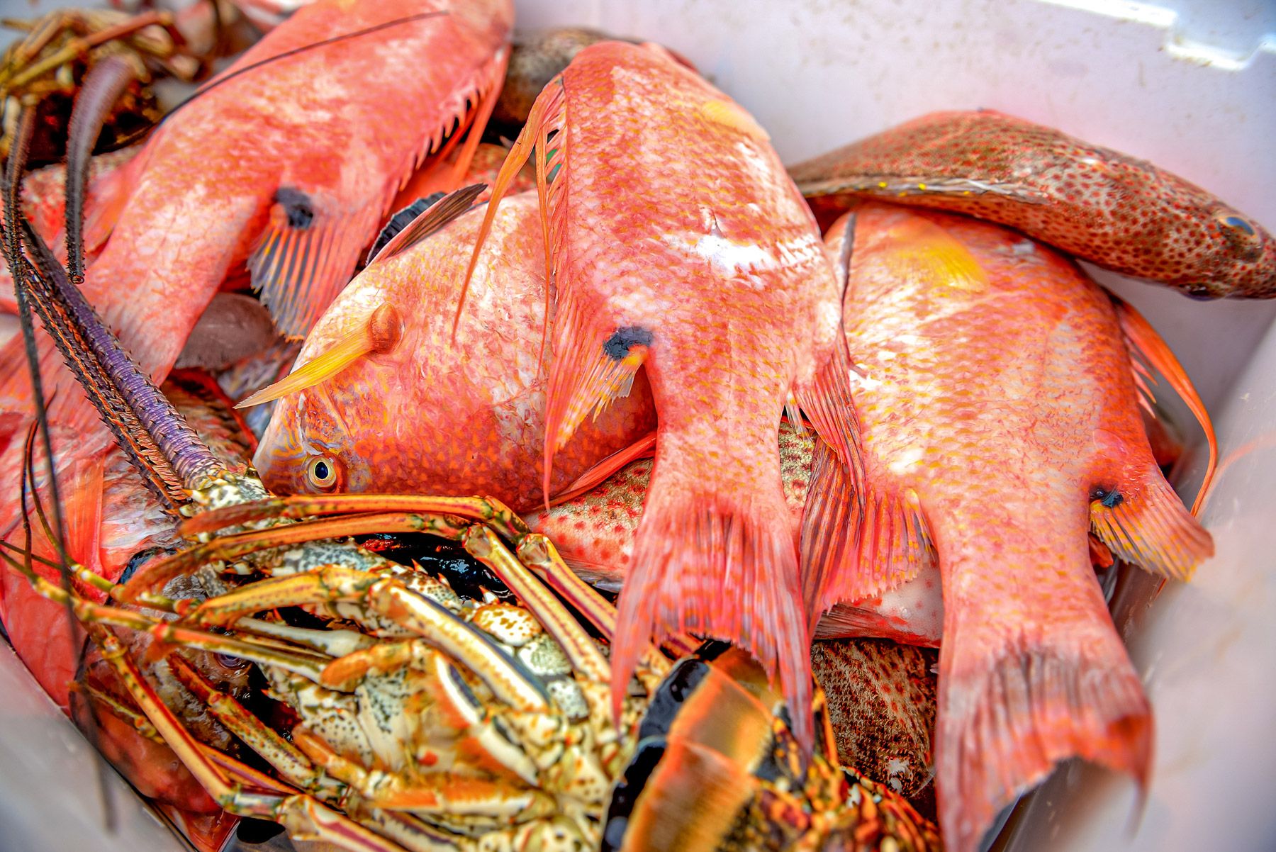 freshly caught tropical fish lobsters