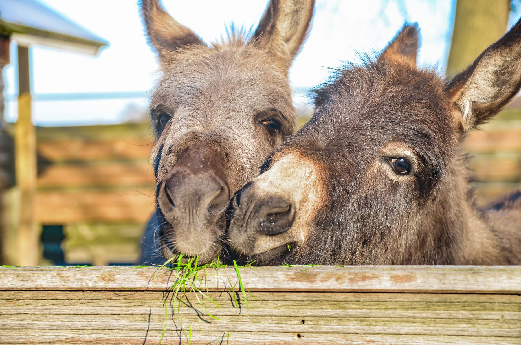 Donkeys