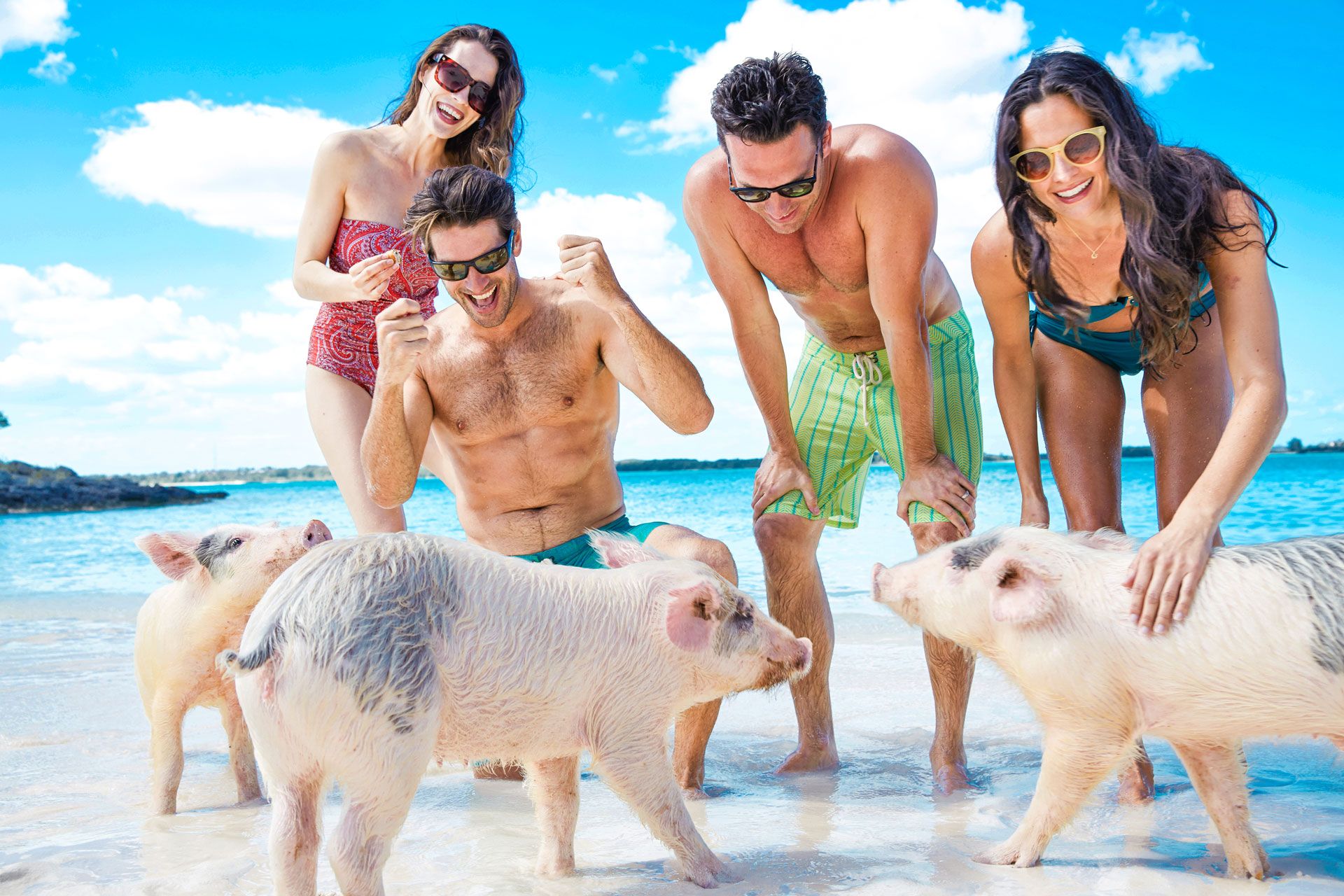 Big Major Cay swimming pigs