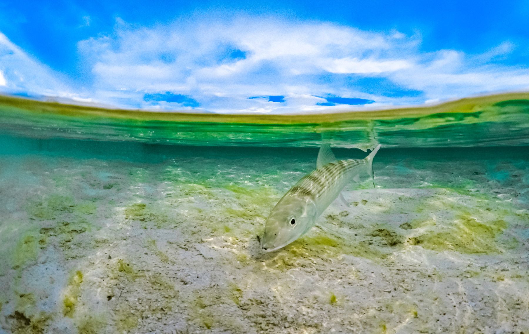 bonefish tropical water nassau bahamas