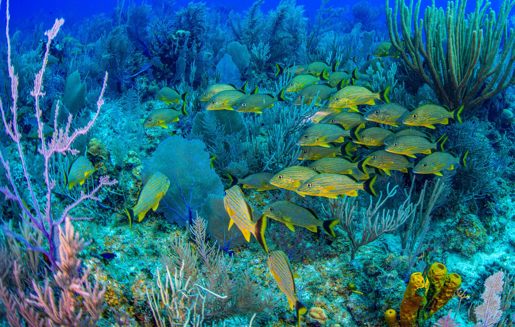 school french grunt fish coral reef