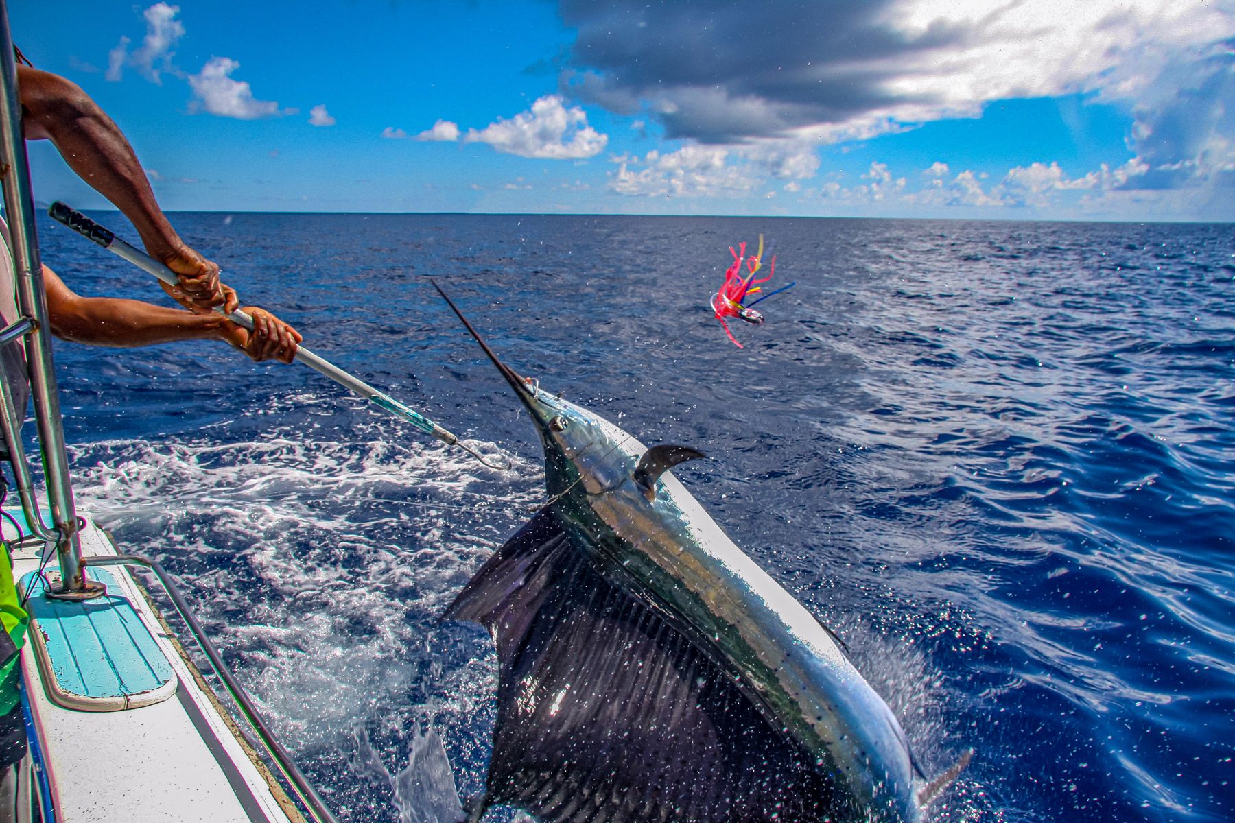 black marlin off the hook