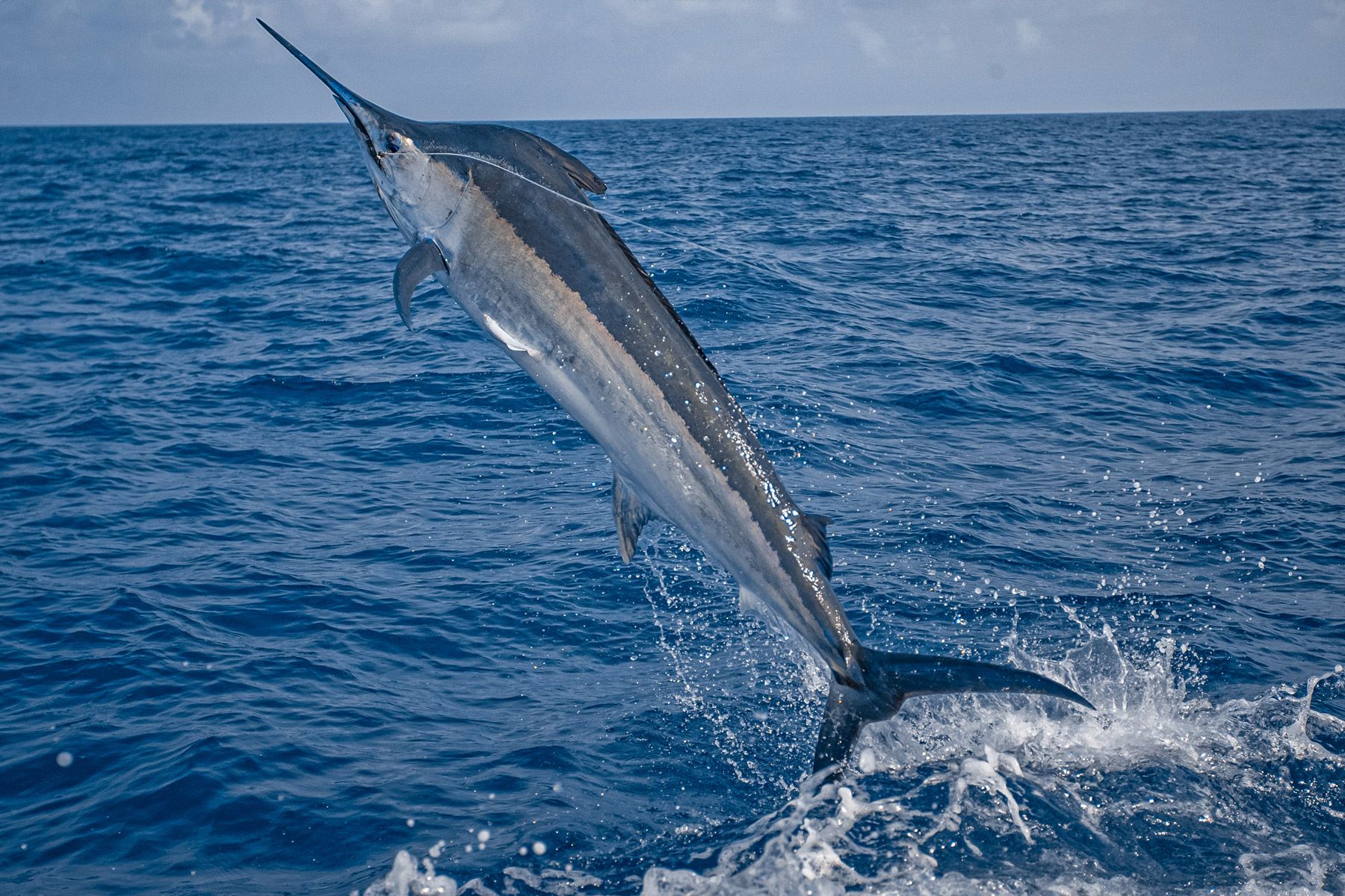 leaping marlin sport fishing