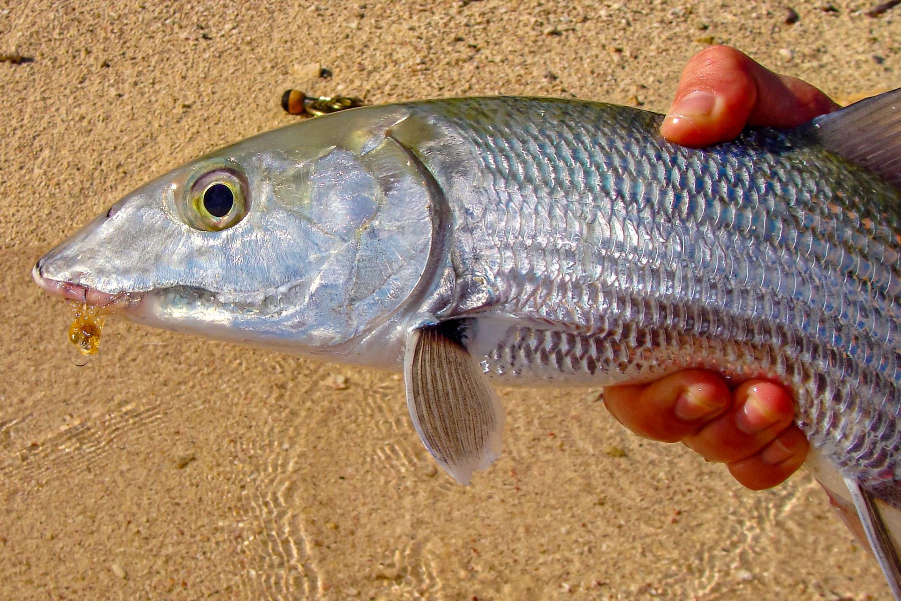 bonefish caught