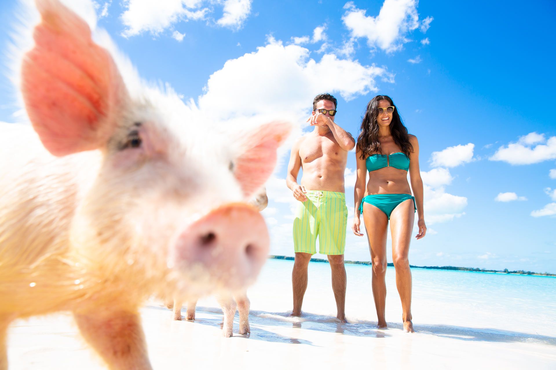 Pig Island in the Bahamas