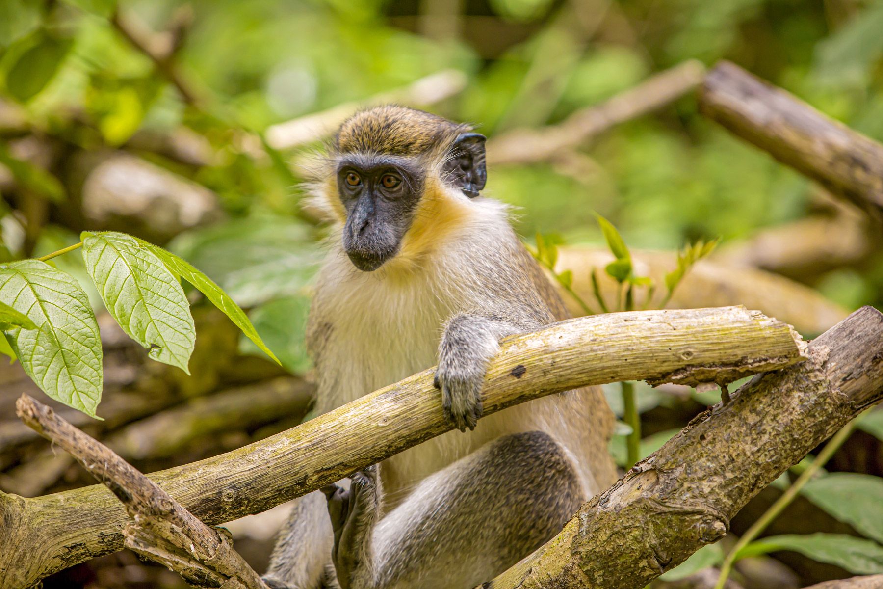 Green Monkey Barbados