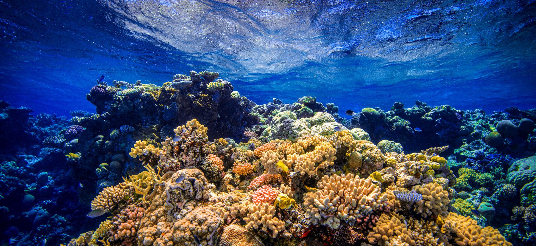 coral barrier reef