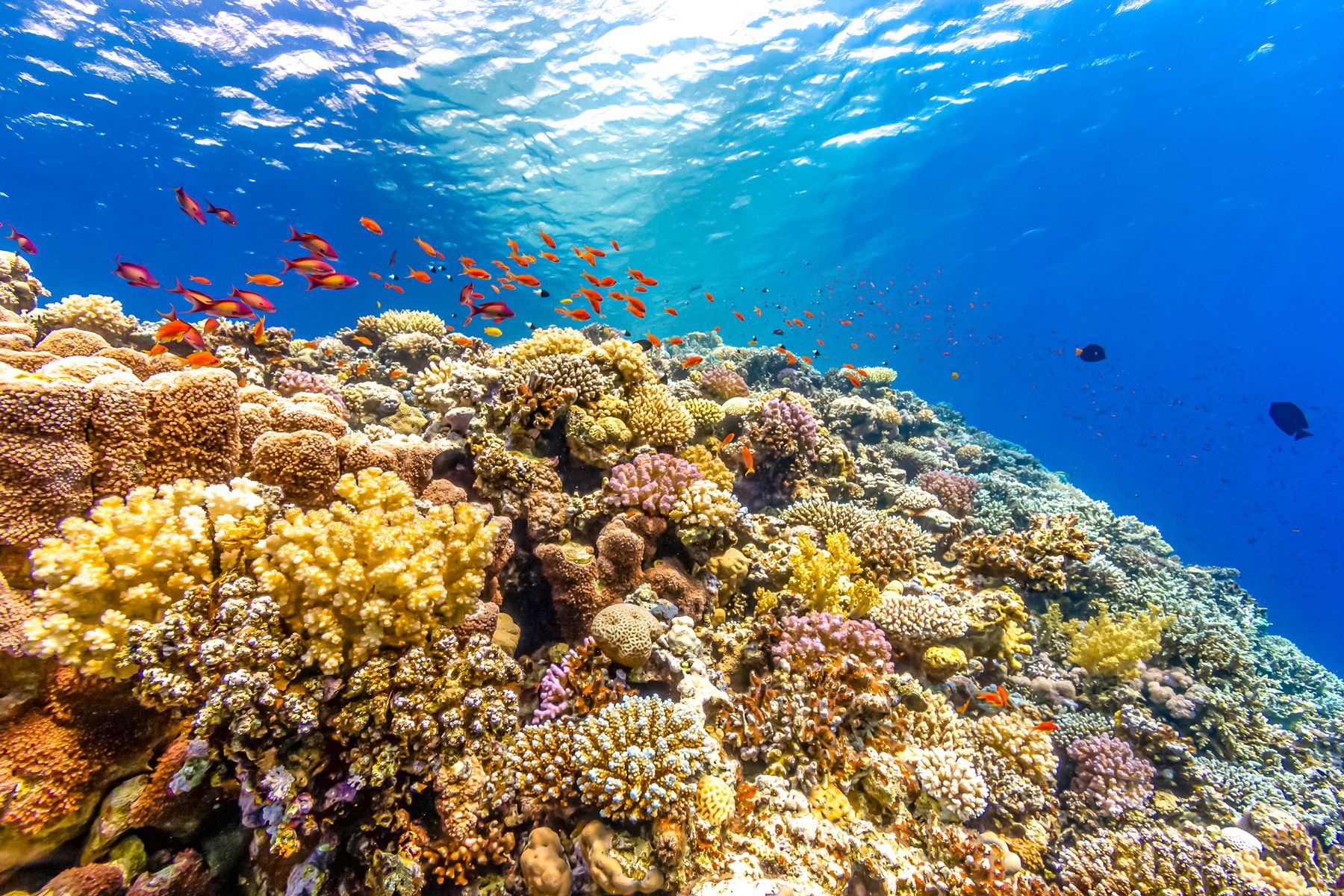 healthy coral reef