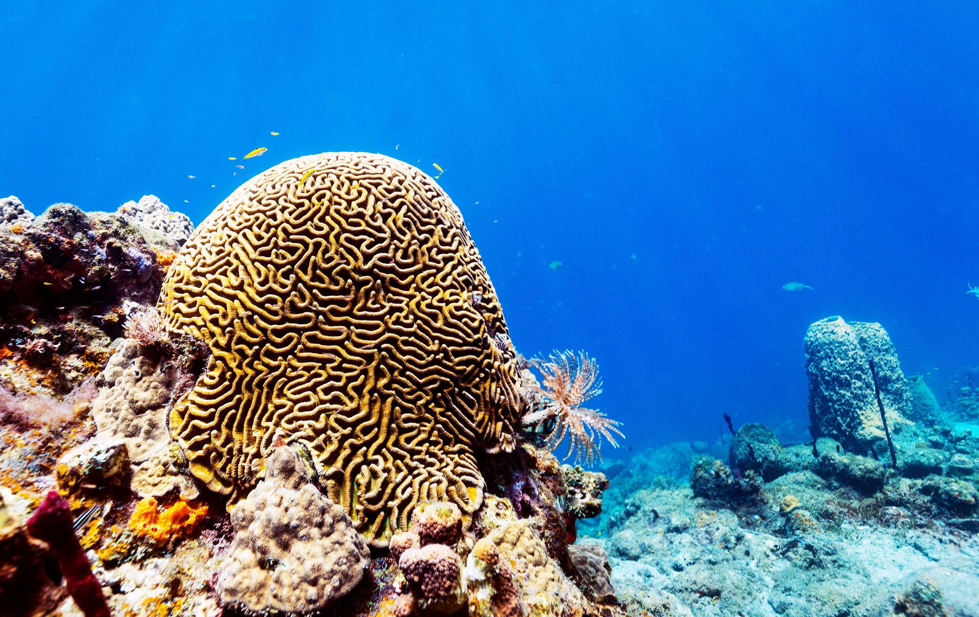 Virgin Cove Dive Saint Lucia