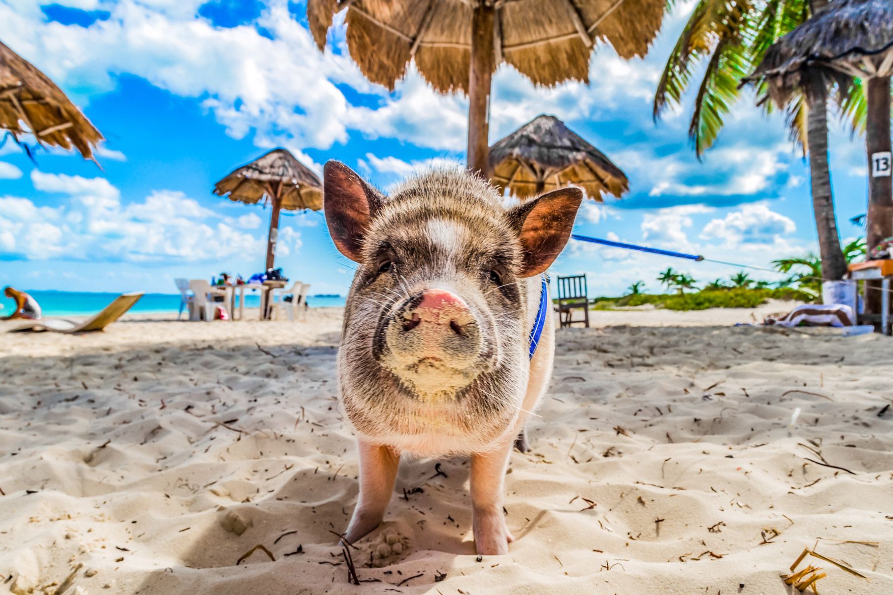 Adorable, Wild, & Fun - Here’s How To Meet The Swimming Pigs Of The Bahamas!