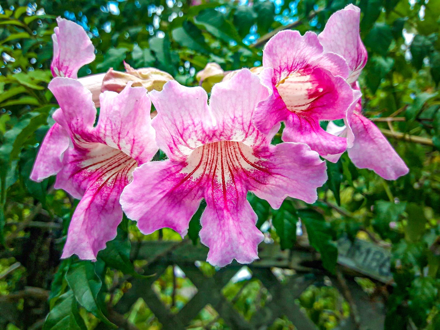 Ahhh Ras Natango Garden Gallery