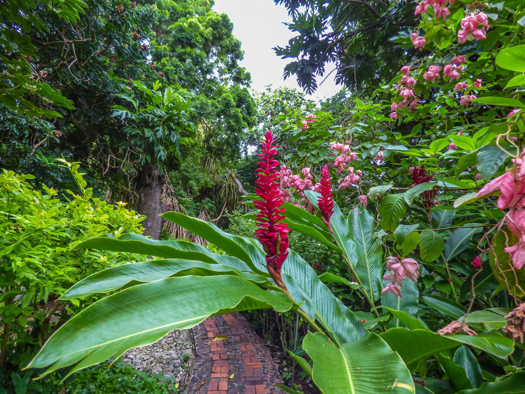 Andromedas Botanic Garden trail sorrounded by tropical flowers and trees