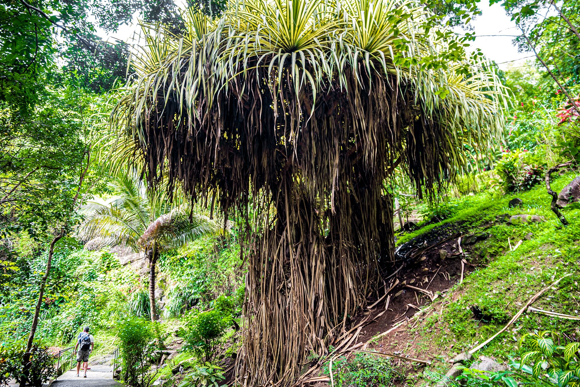 Annandale Falls Grenada Nature