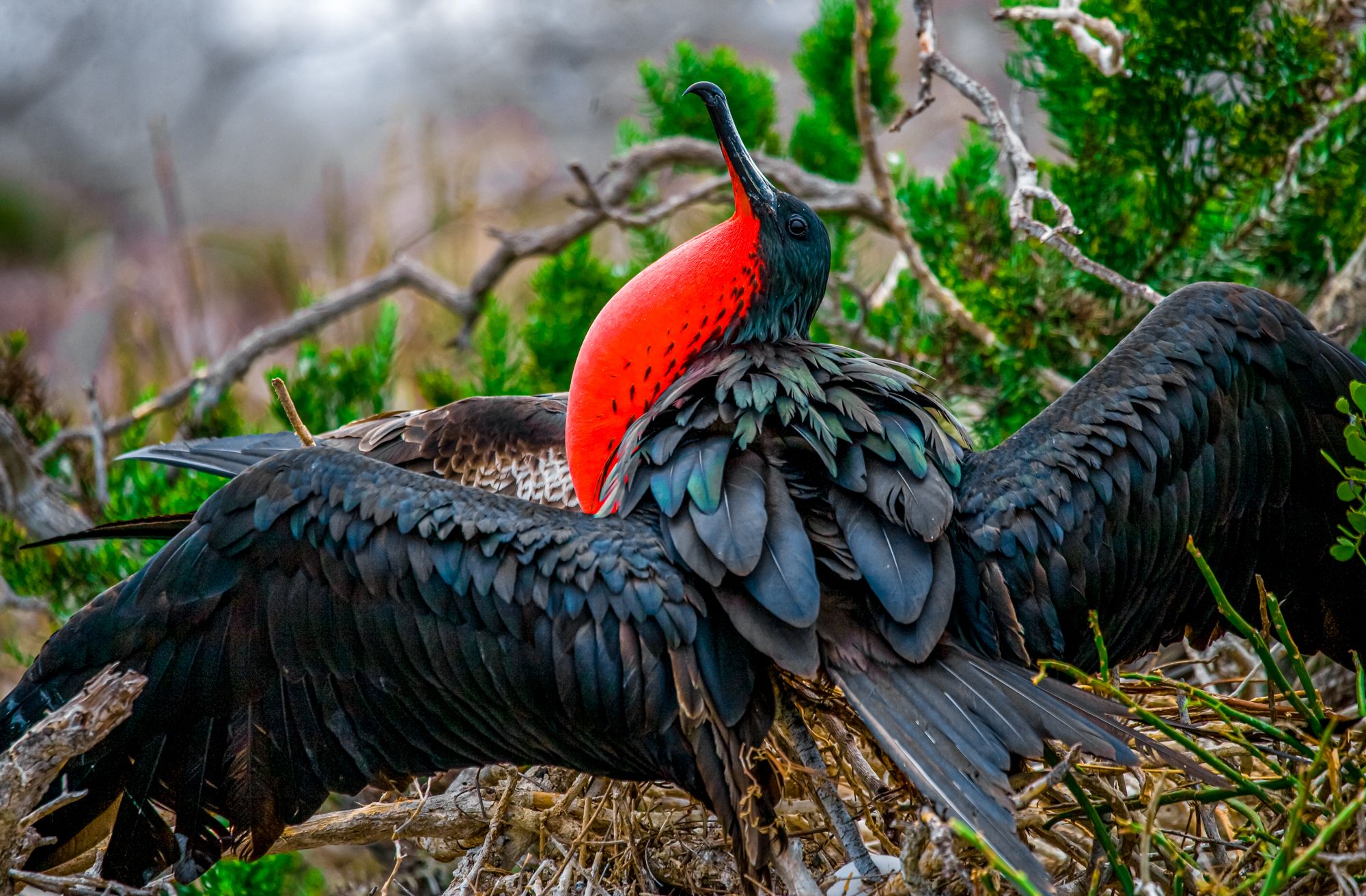 Antigua Frigate Bird Sanctuary