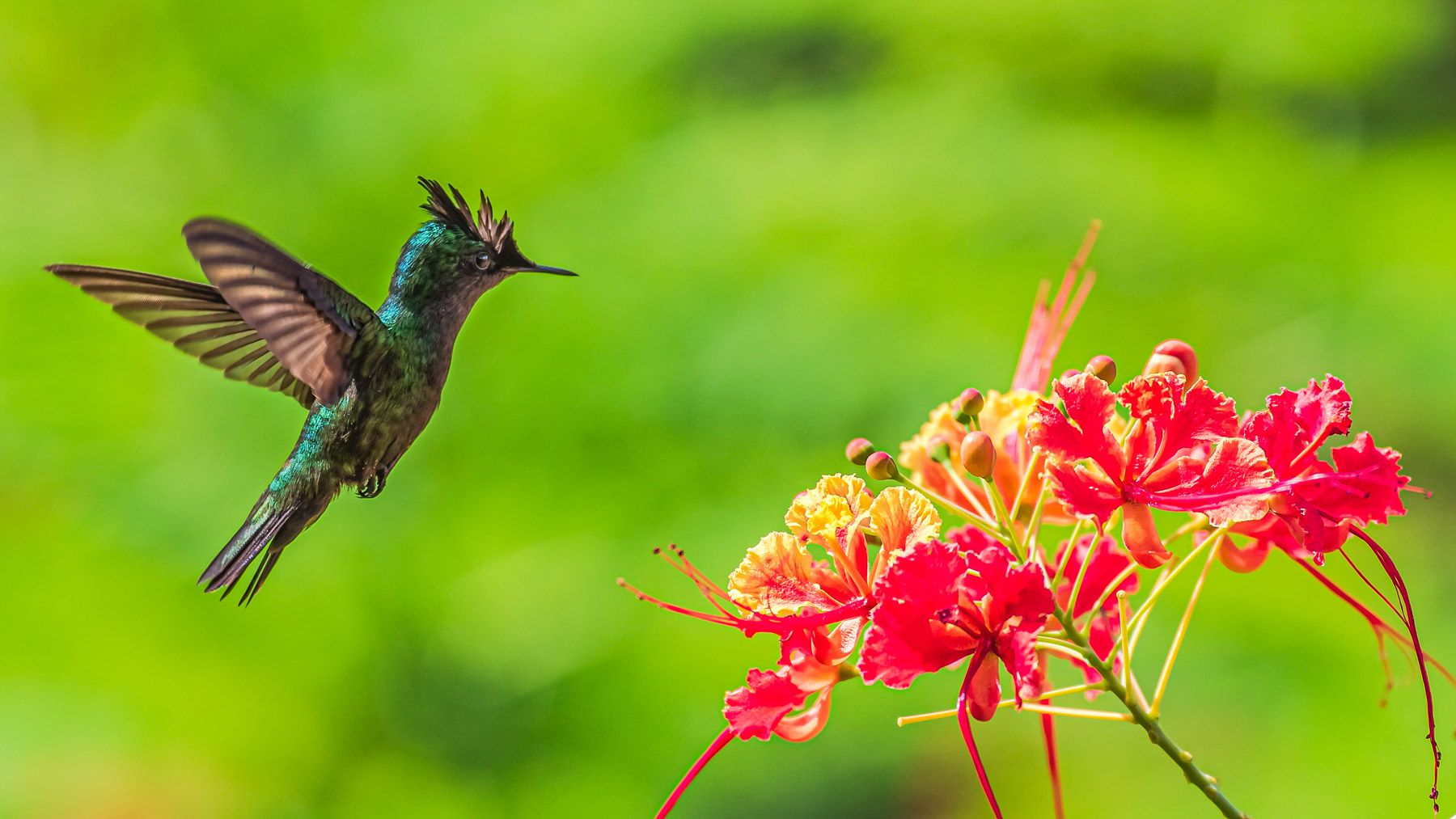 Antillean Crested Hummingbird