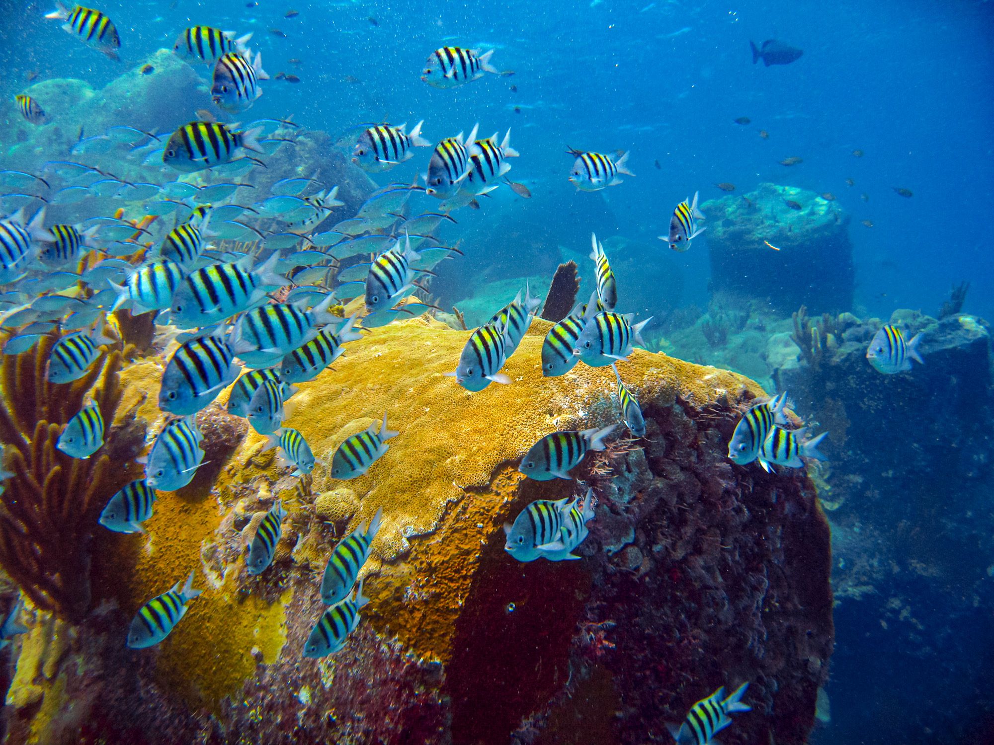 Bahamas-Dive