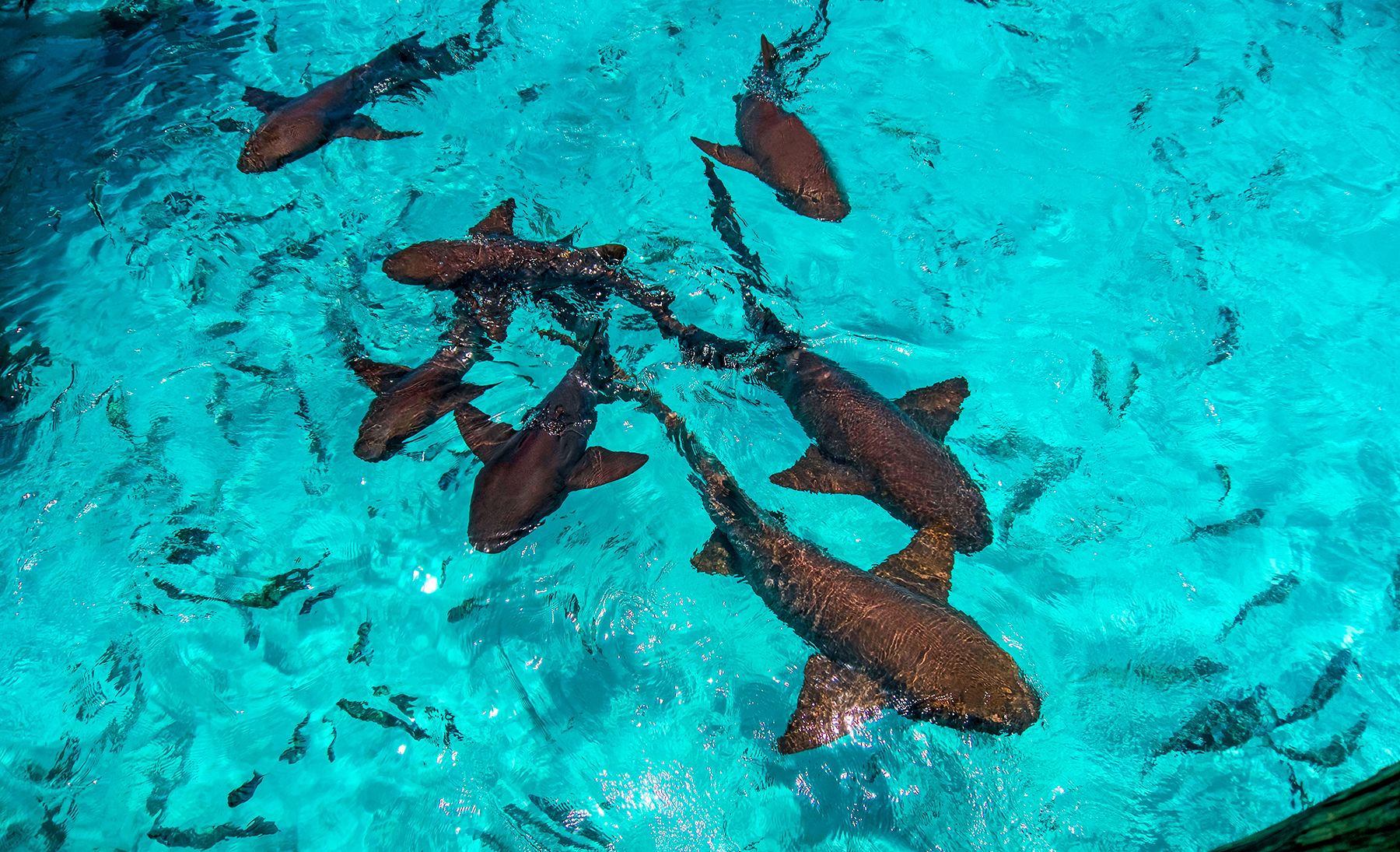 Bahamas Nurse Sharks