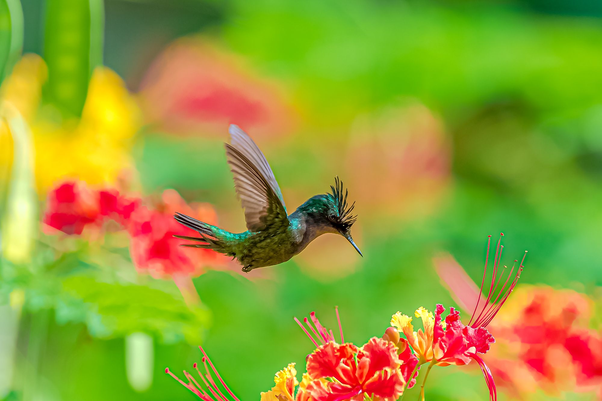 Barbados Antillean Crested Hummingbird