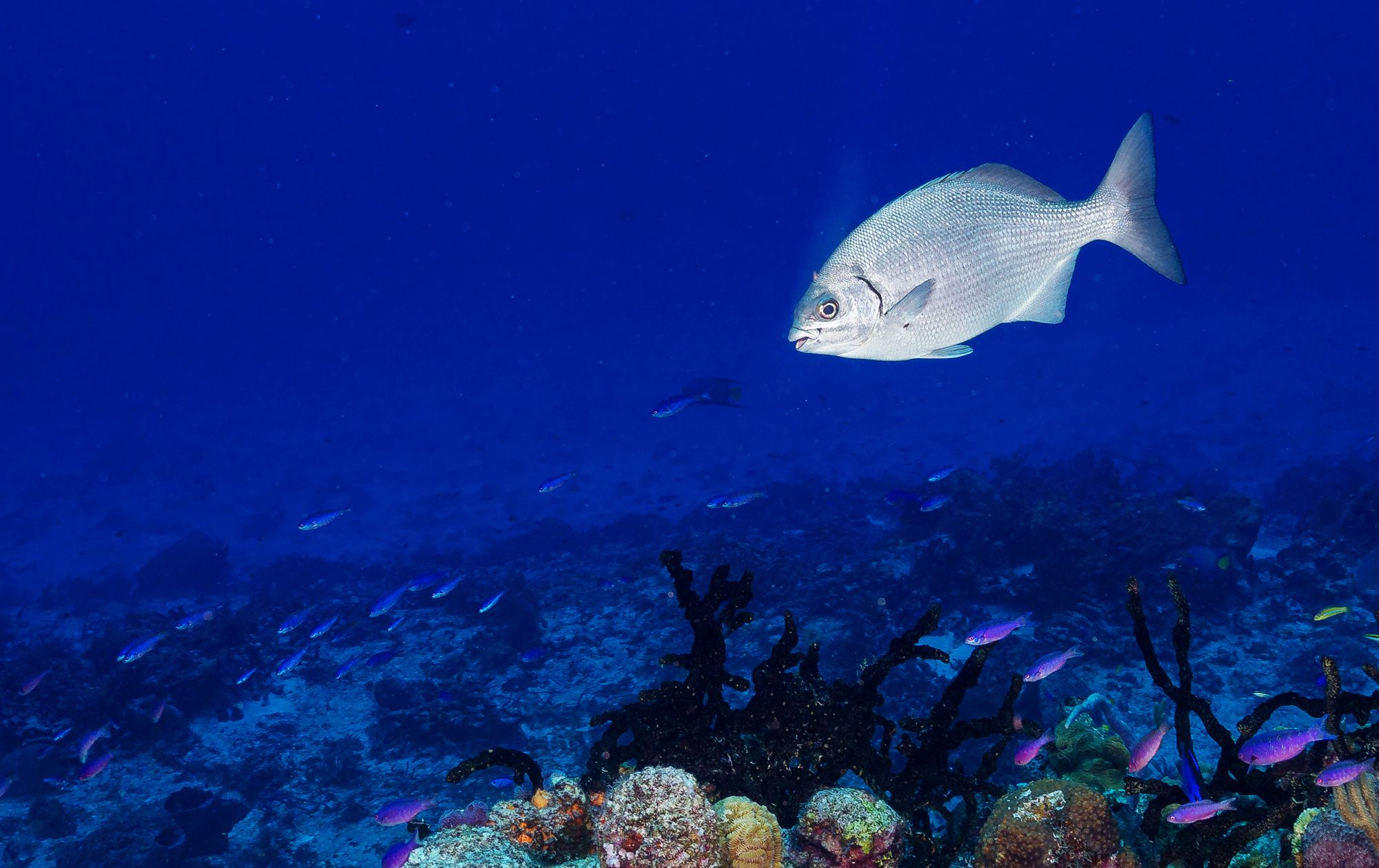 Bermuda Chubs