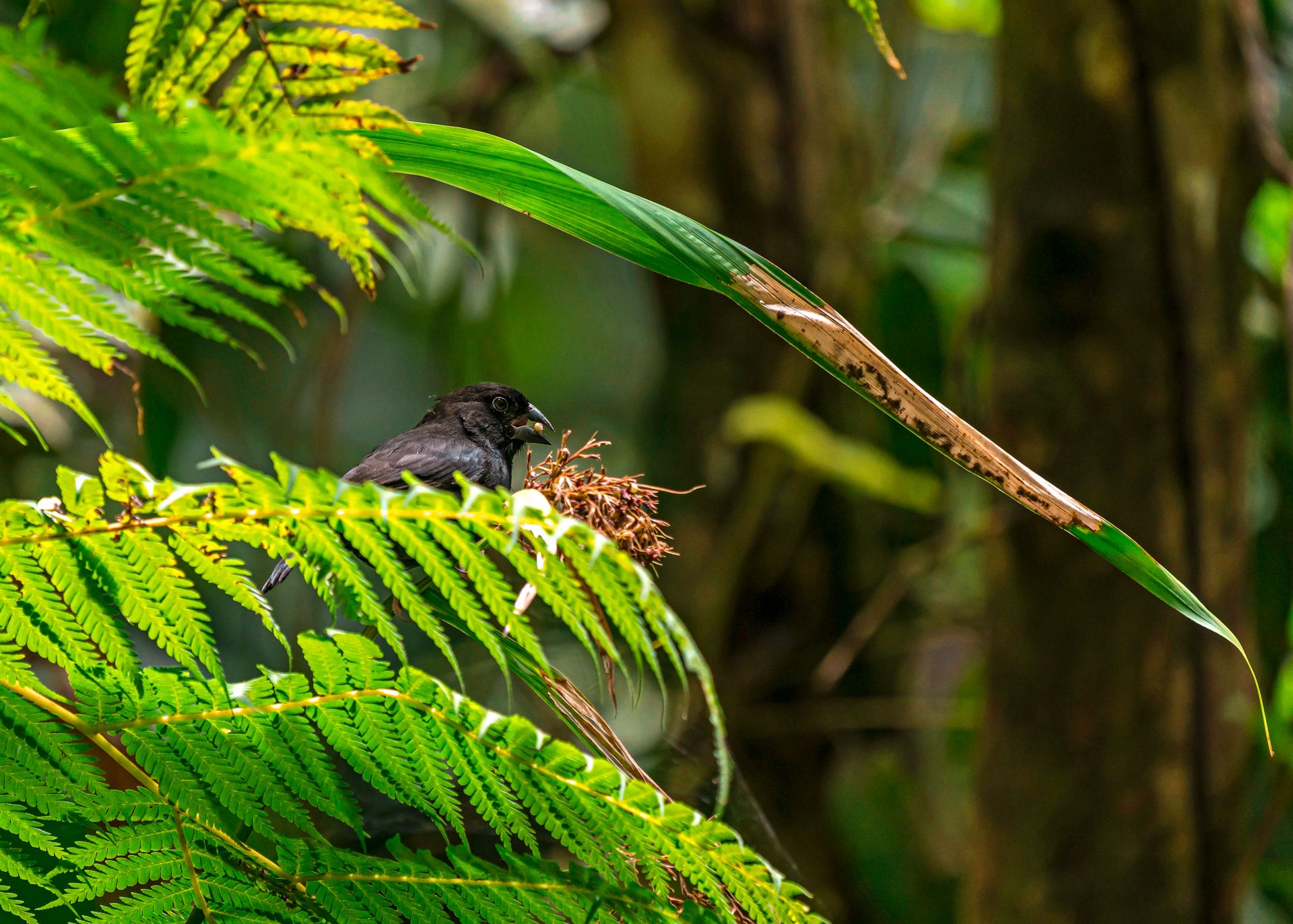 Black Finch Millet Bird Sanctuary Saint Lucia
