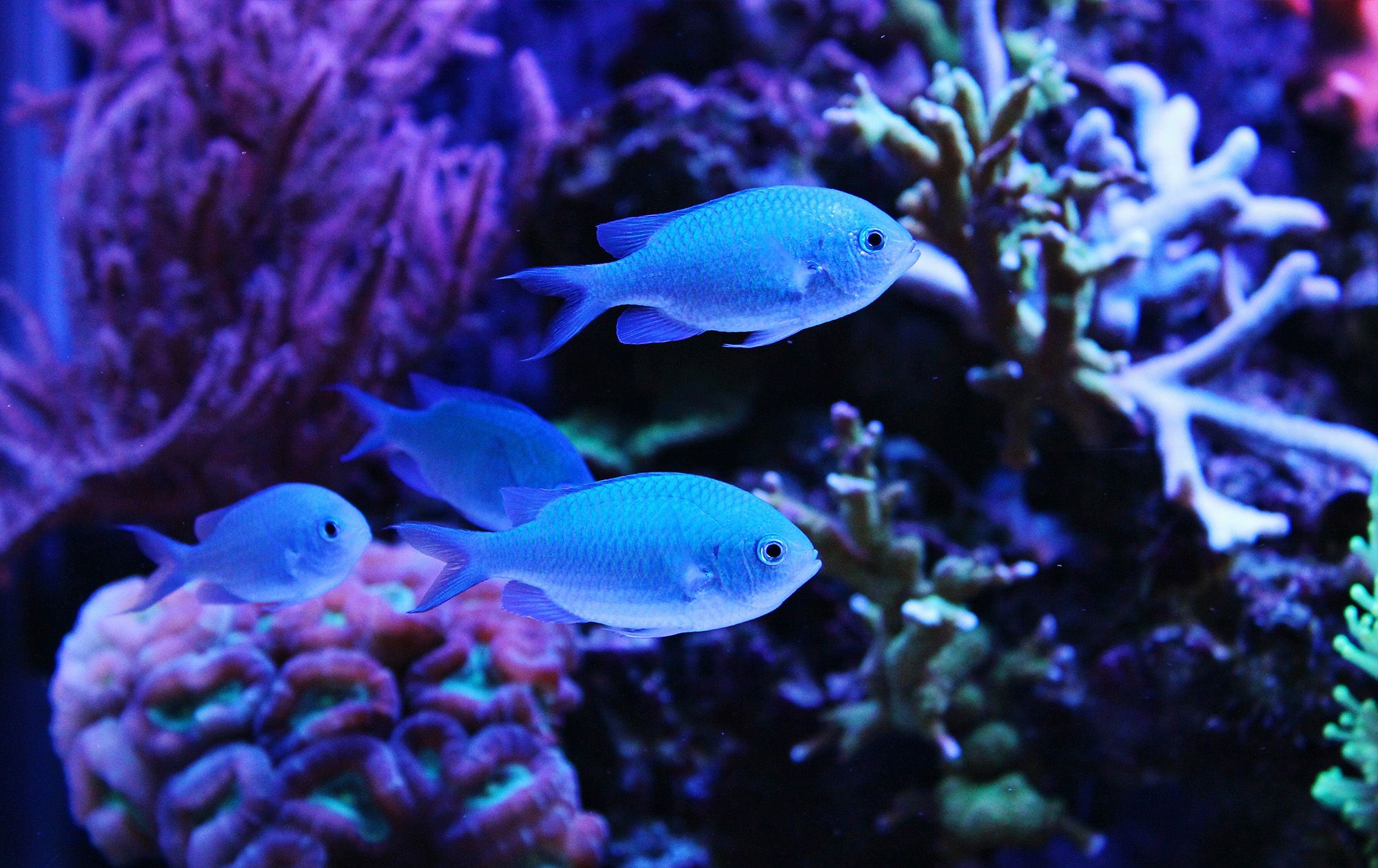 Blue Chromis Coral Reef Scuba Dive