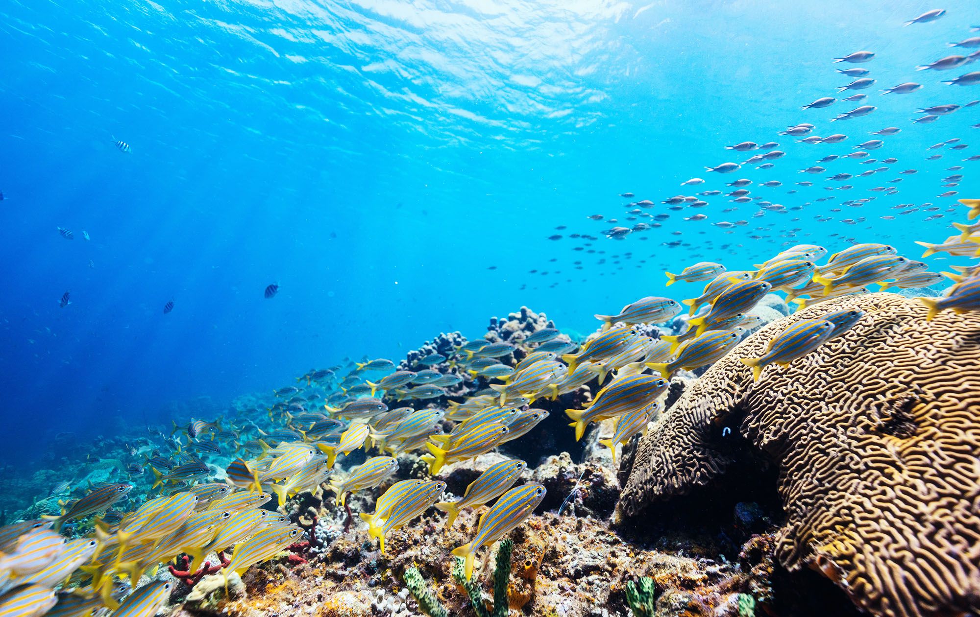 colorful fish bank scuba dive