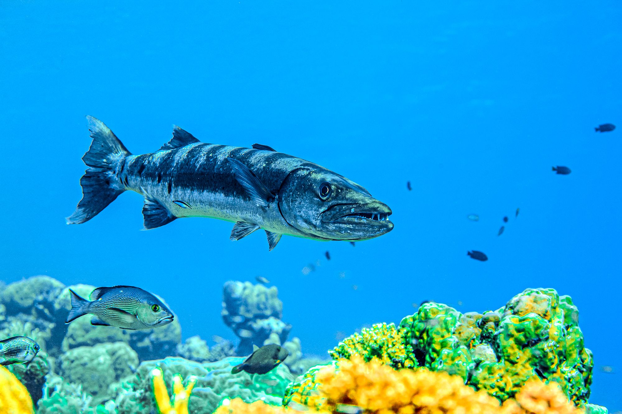 Caribbean Fishing Guide Barracuda