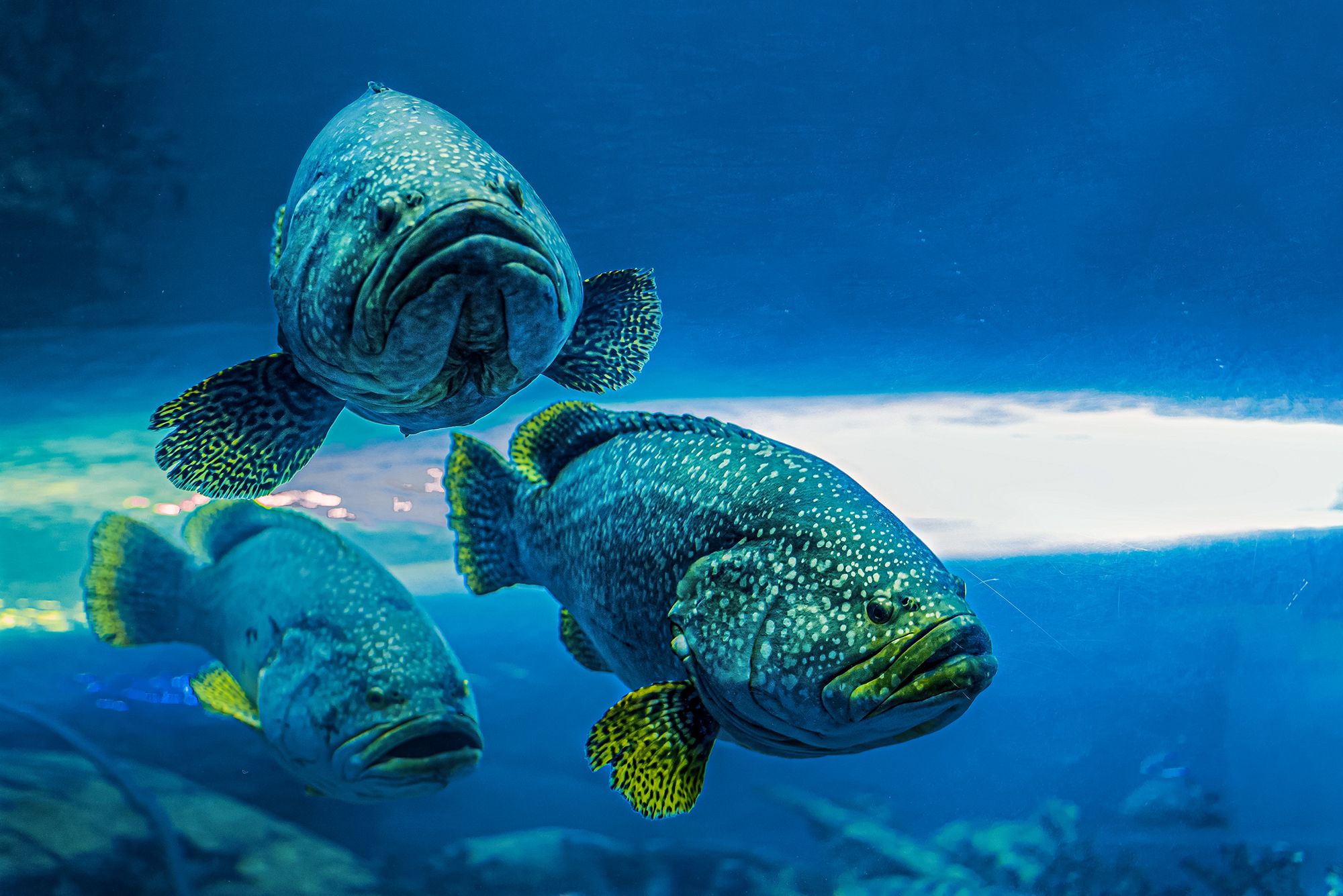 Caribbean Fishing Guide Grouper