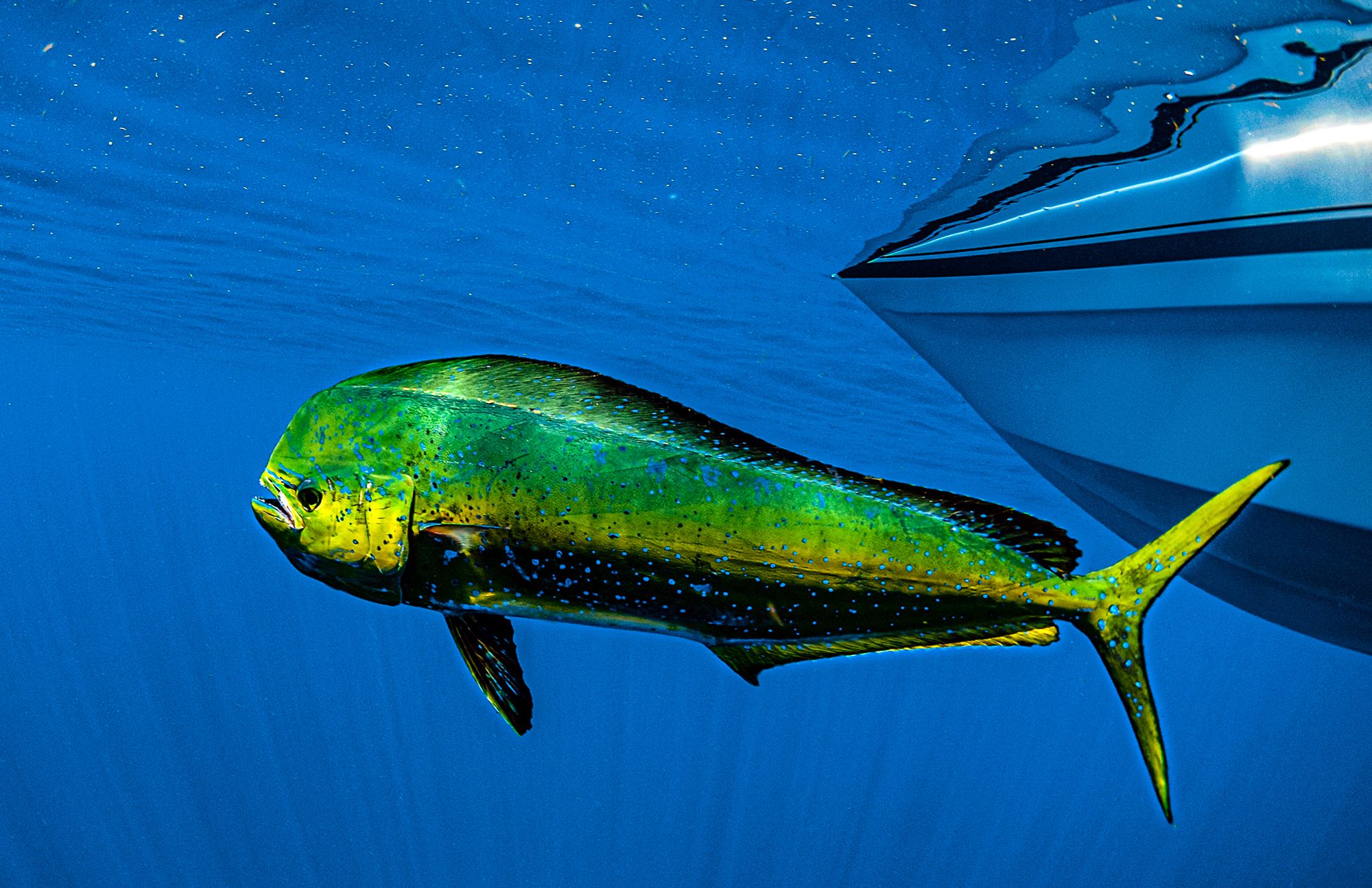 Caribbean Fishing Guide Mahi Mahi