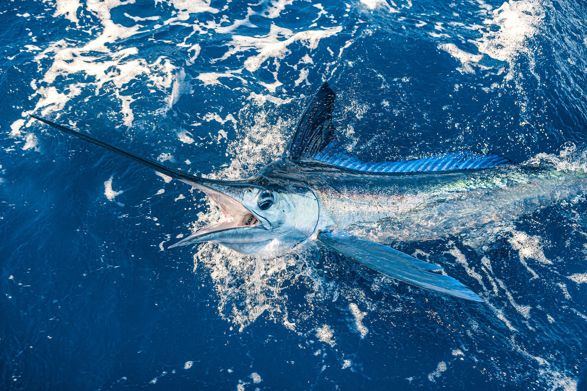 Caribbean Fishing Guide Marlin