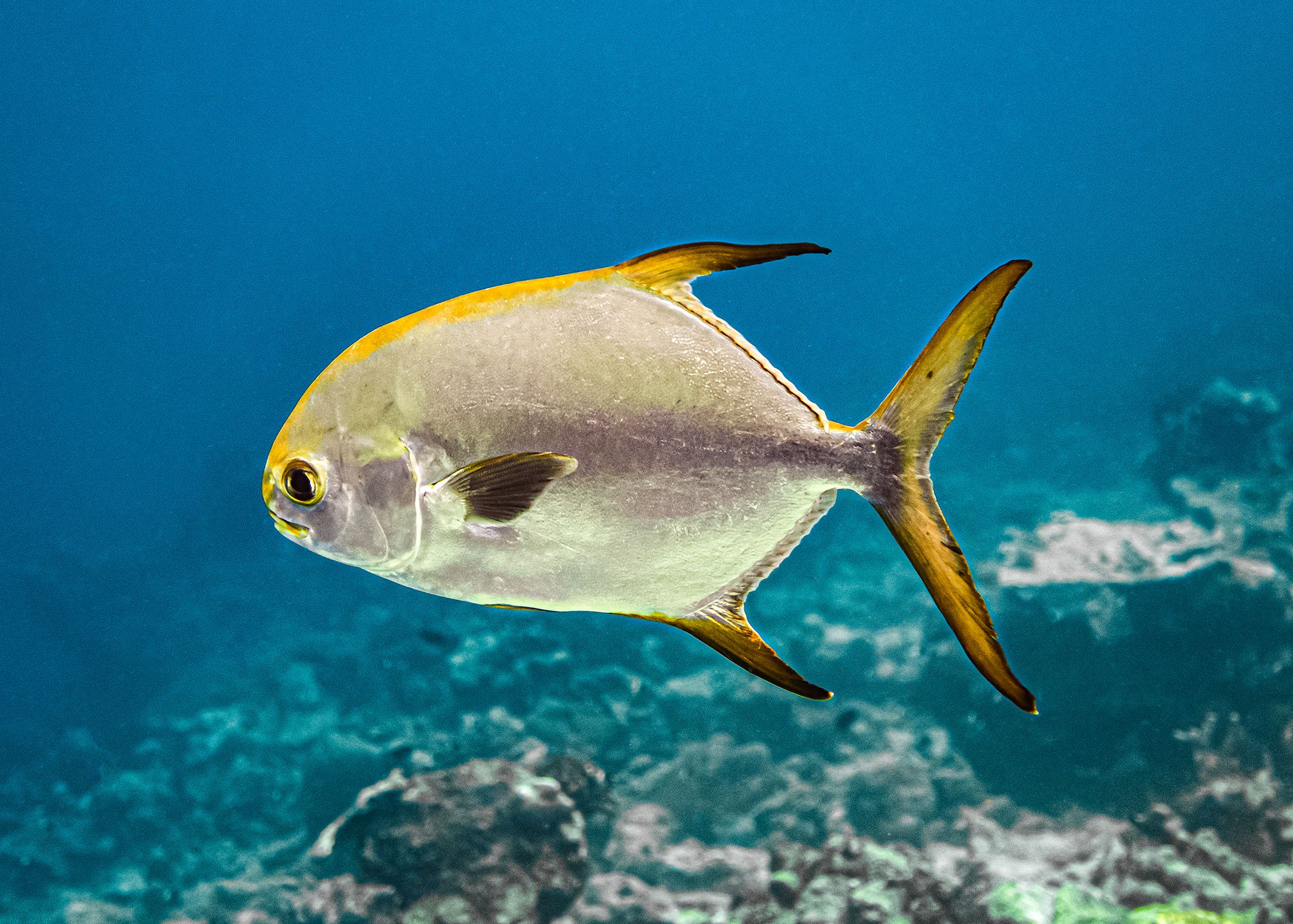 Caribbean Fishing Guide Permit Fish