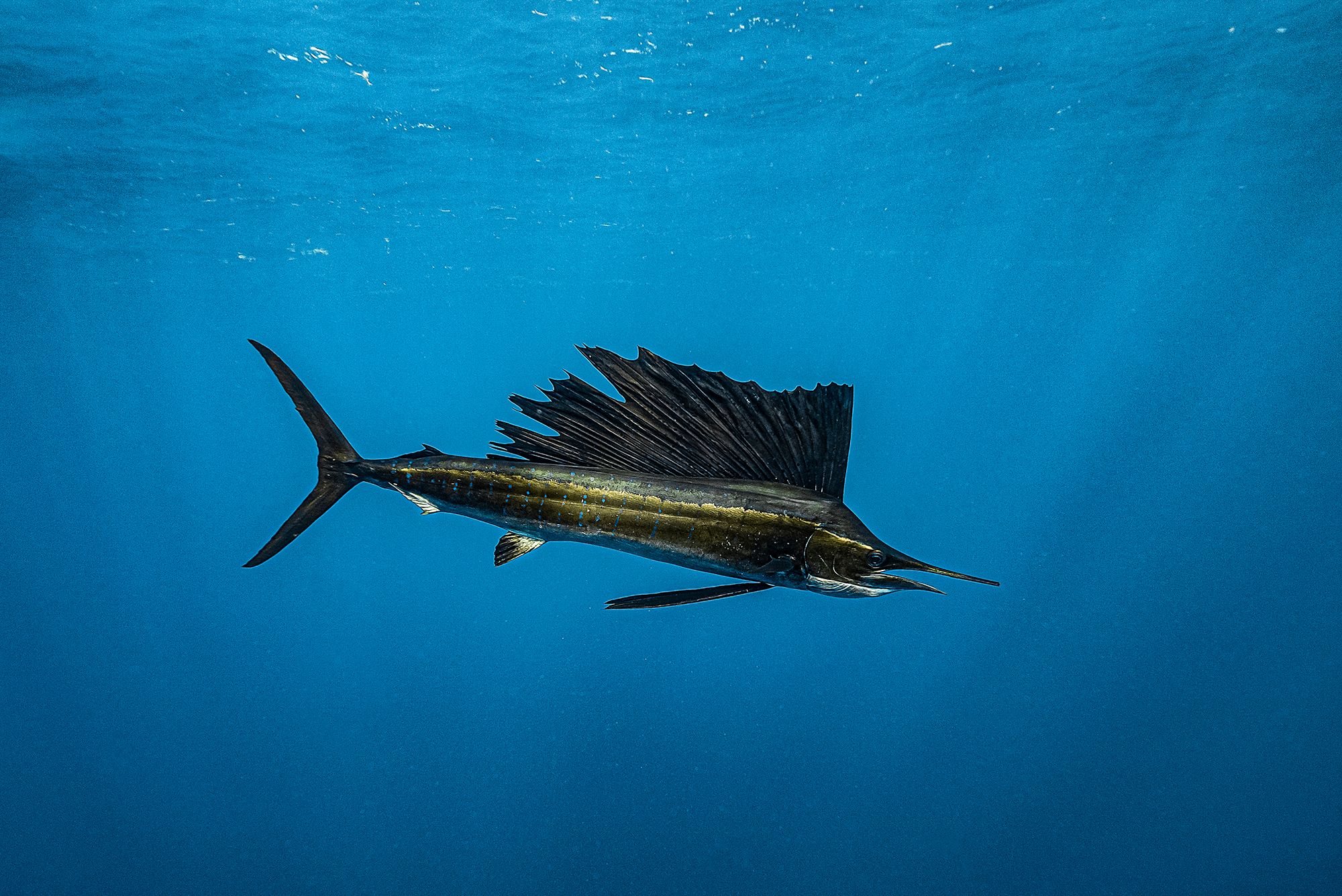 Caribbean Fishing Guide Sailfish