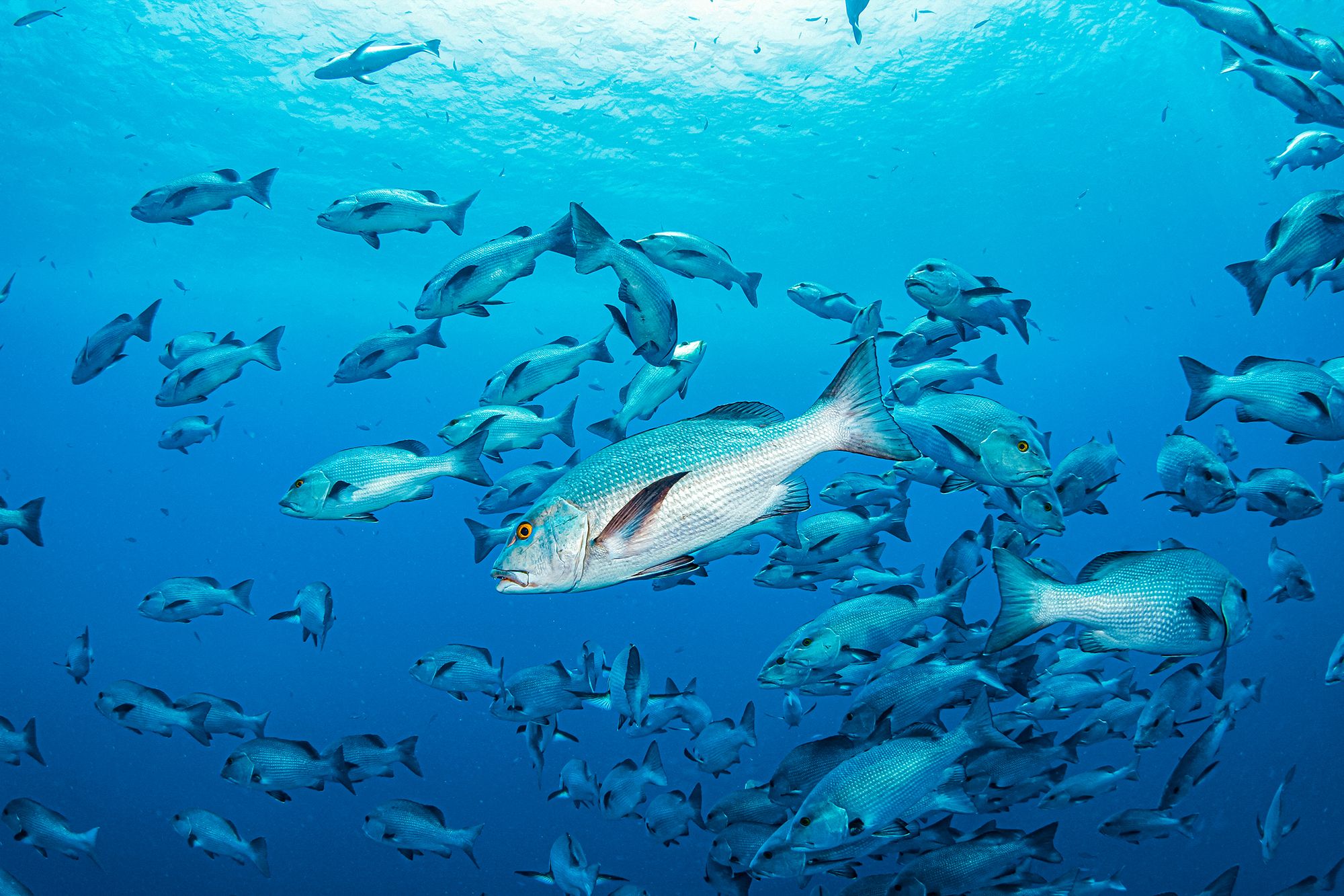 Caribbean Fishing Guide Snapper