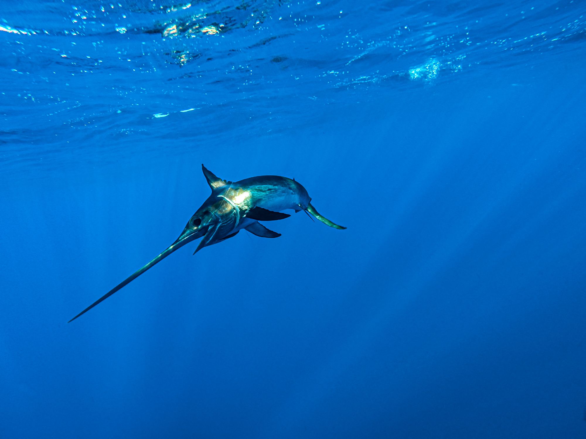 Caribbean Fishing Guide Swordfish