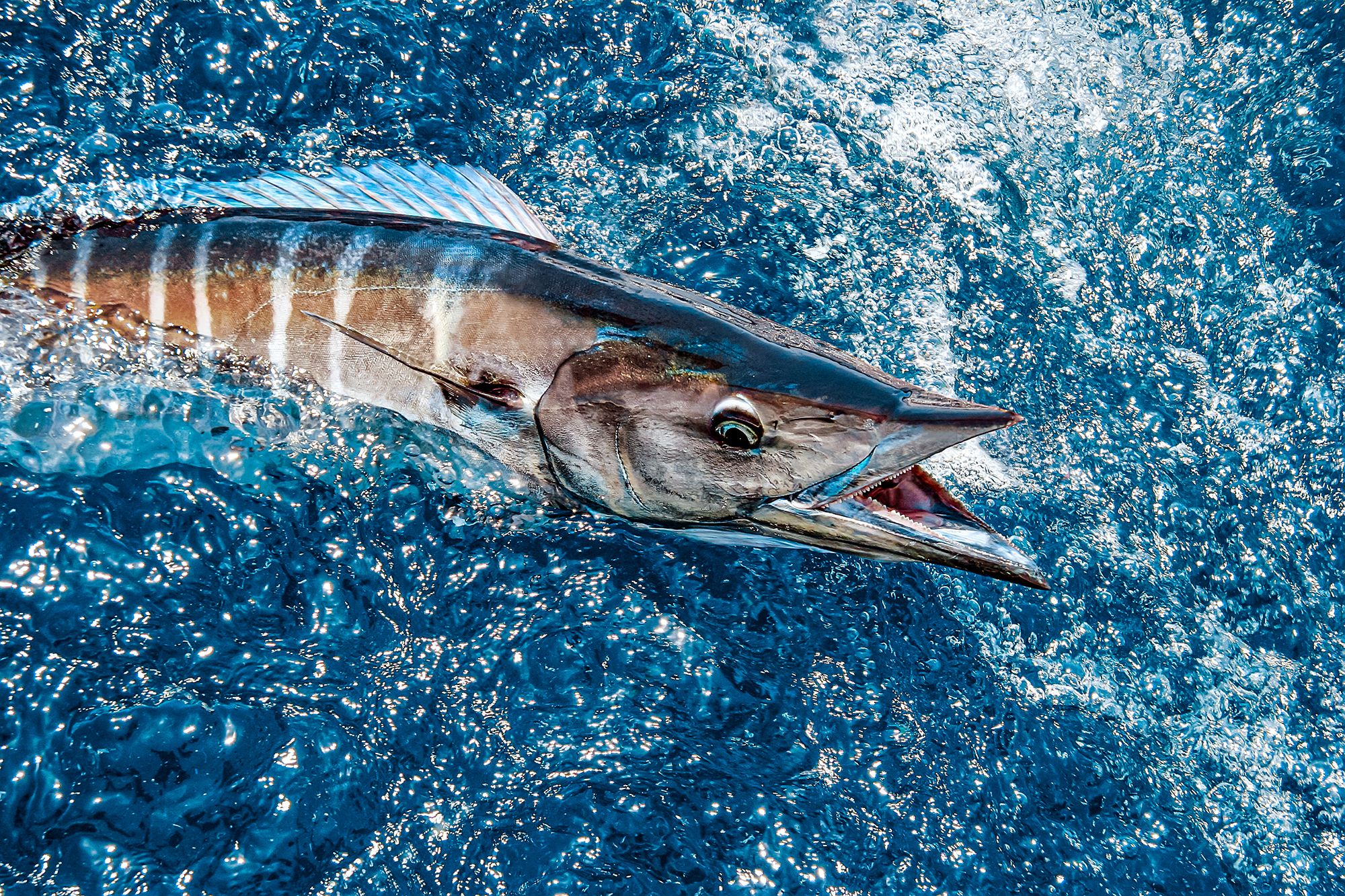 Caribbean Fishing Guide Wahoo Kingfish
