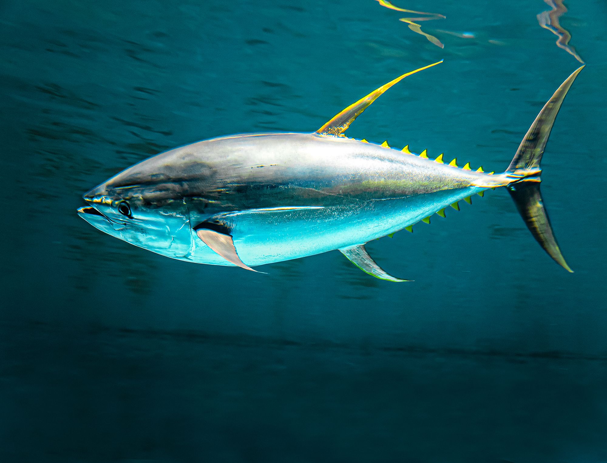 Caribbean Fishing Guide Yellowfin Tuna