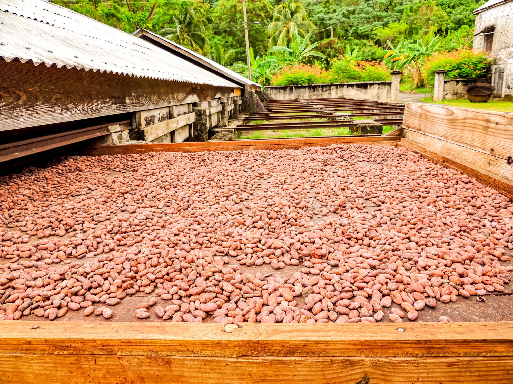 Chocolate Production Grenada