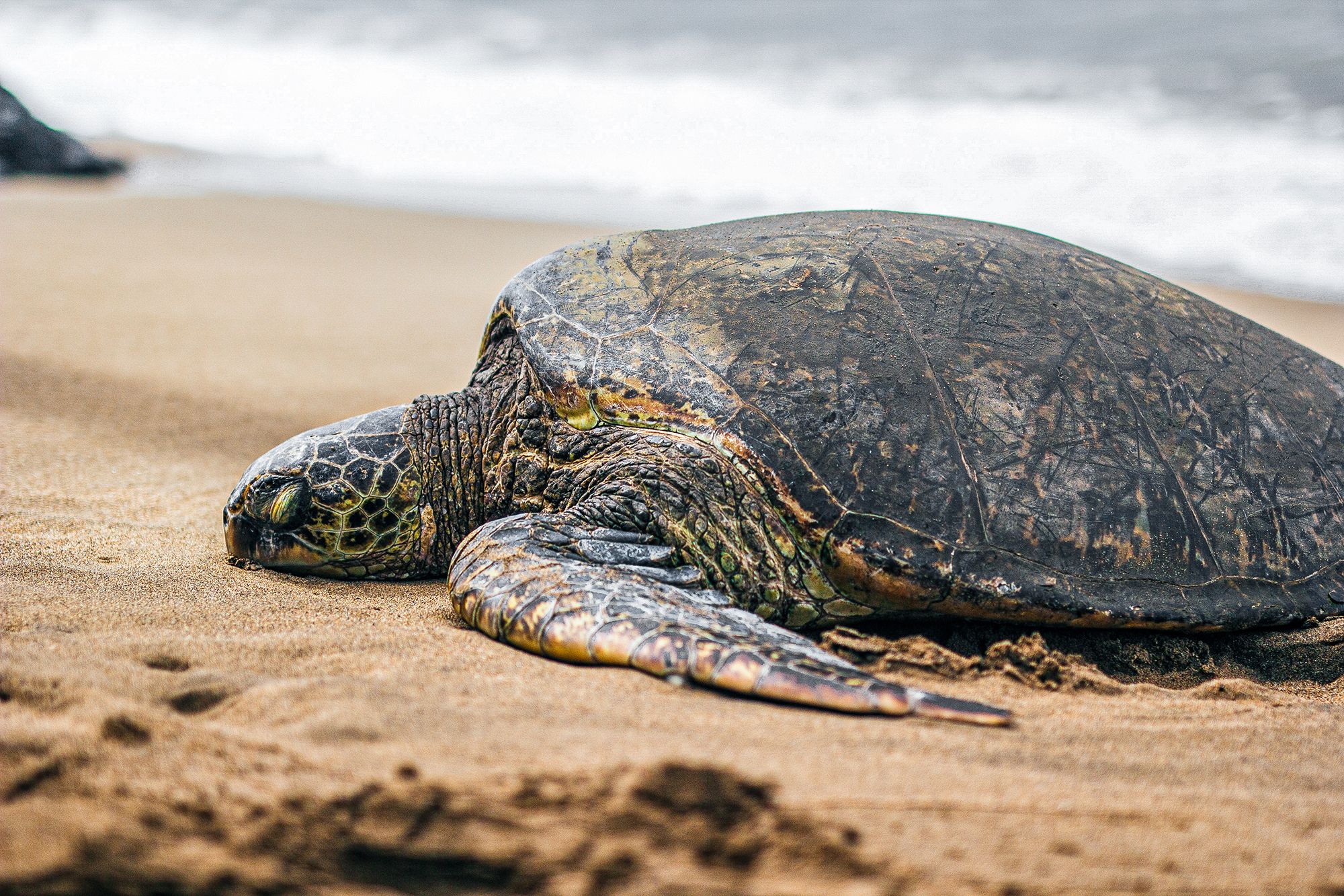 Conservation & Turtle Egg Hatching In Jamaica - A Worthwhile Vacation Experience