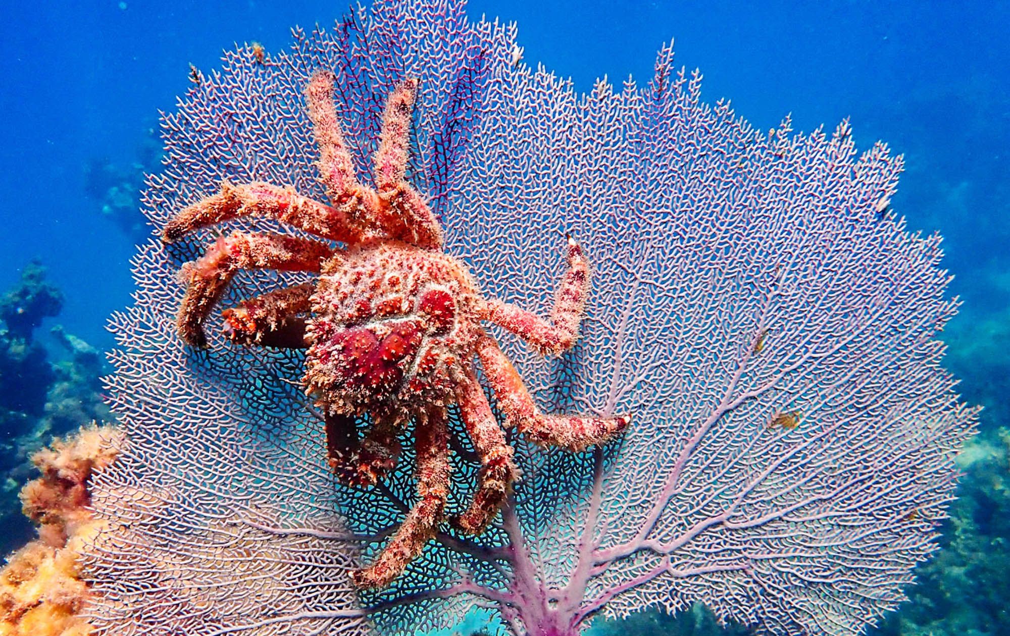 Crab Sea Fan Scuba Dive