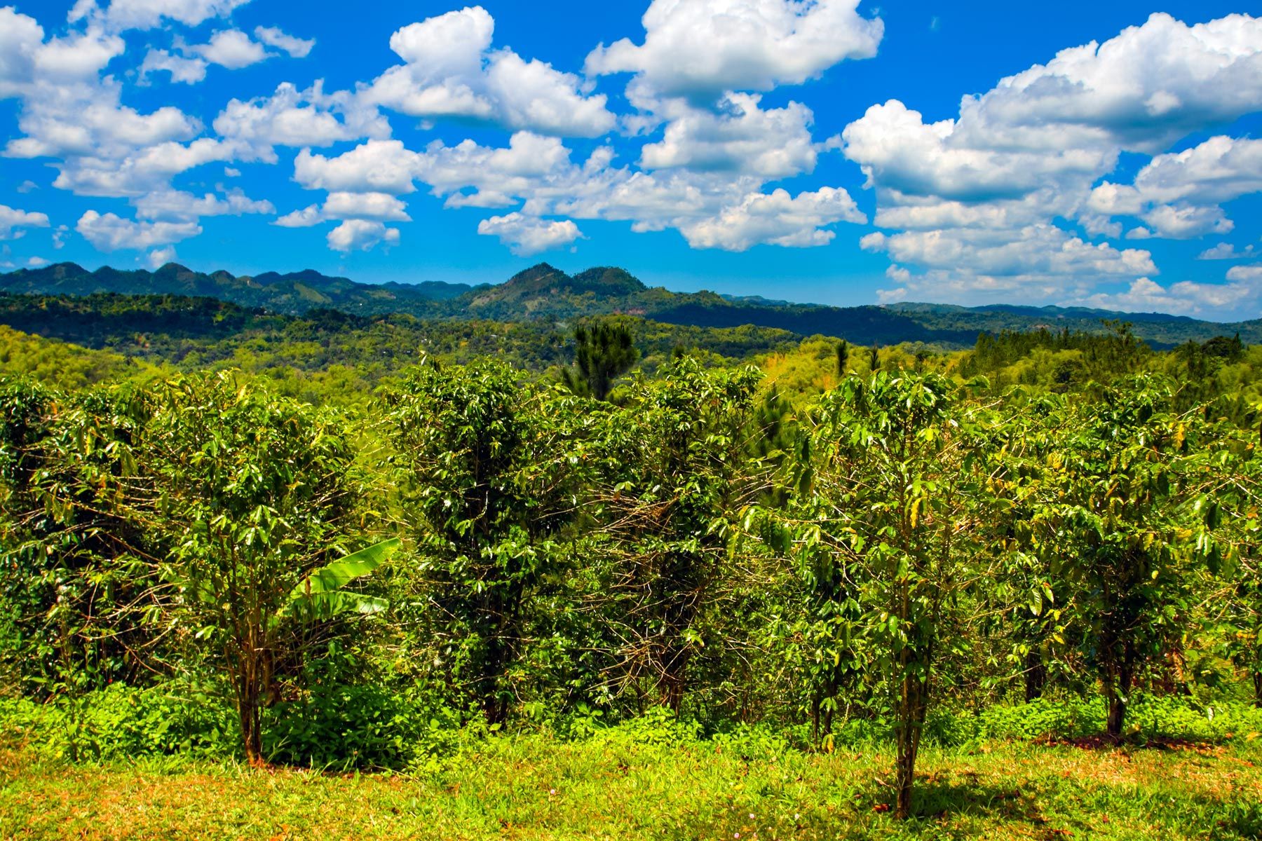 Croydon Plantation Catadupa Montego Bay Jamaica