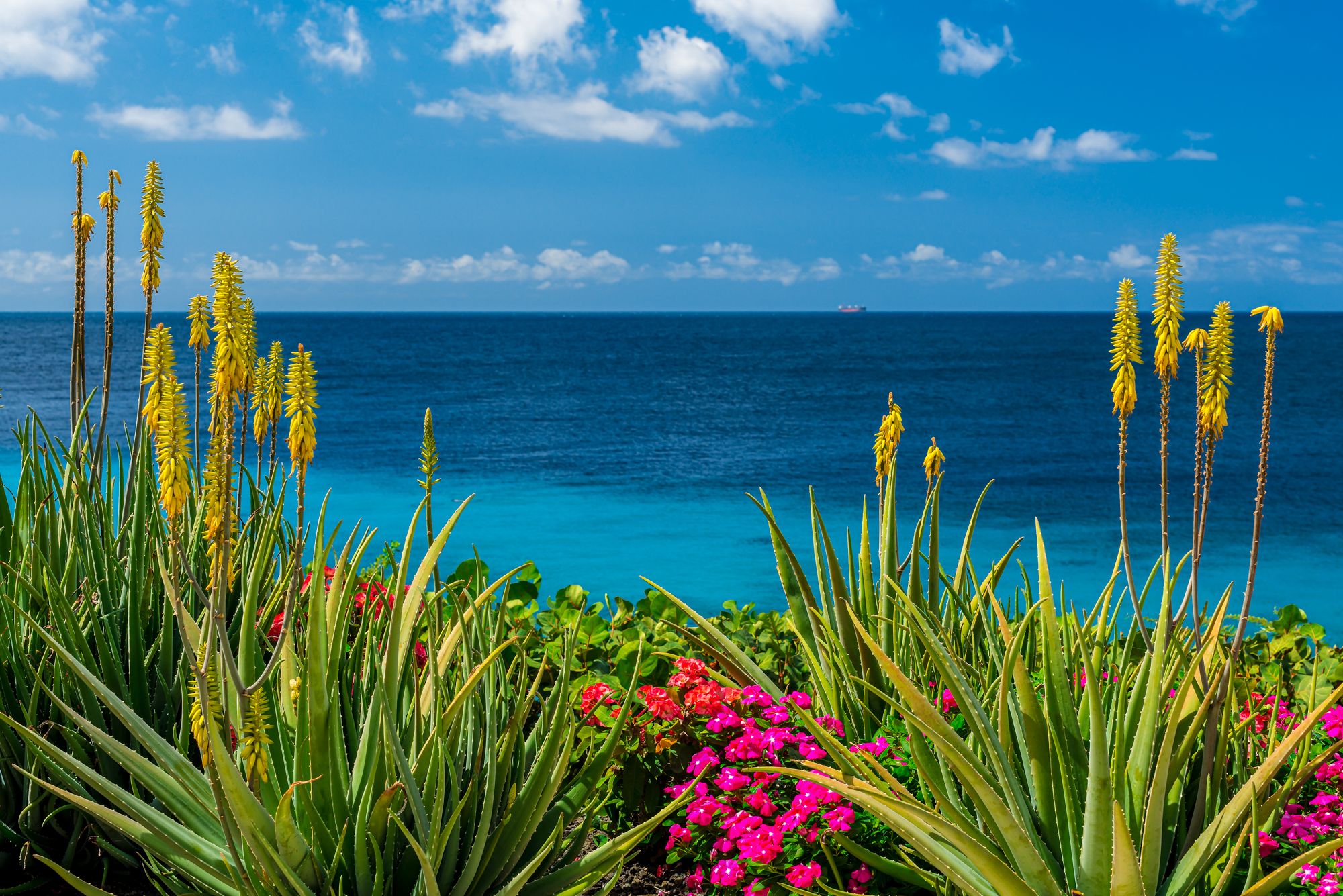 Curacao Aloe Vera Plantation