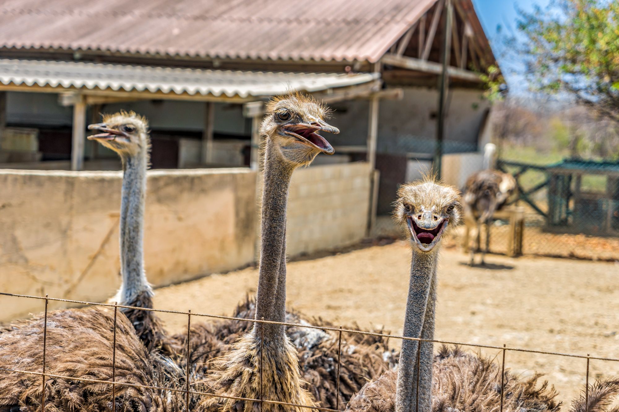 Curacao Ostrich Farm