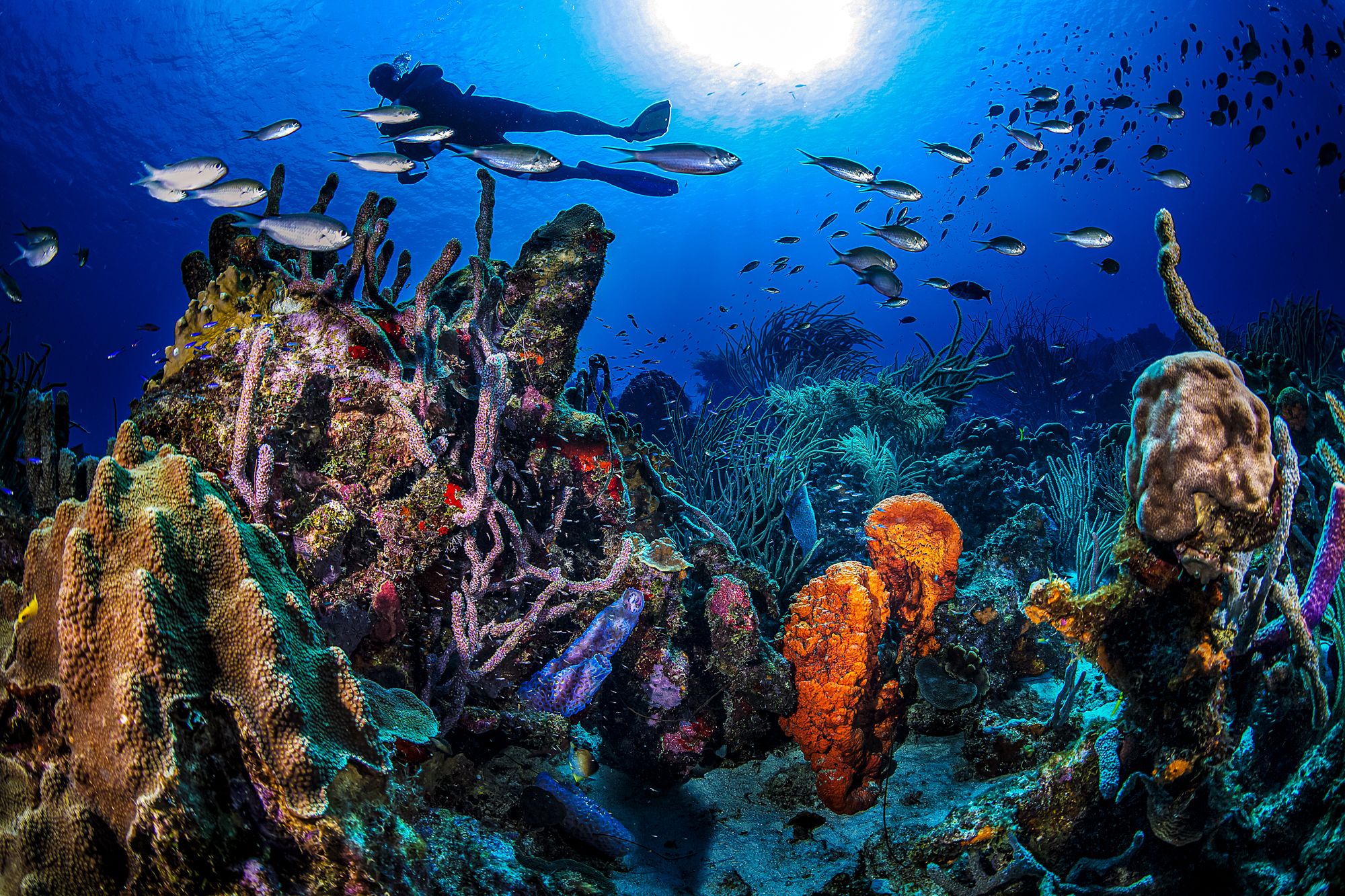 Curacao Scuba Diving Coral Reef
